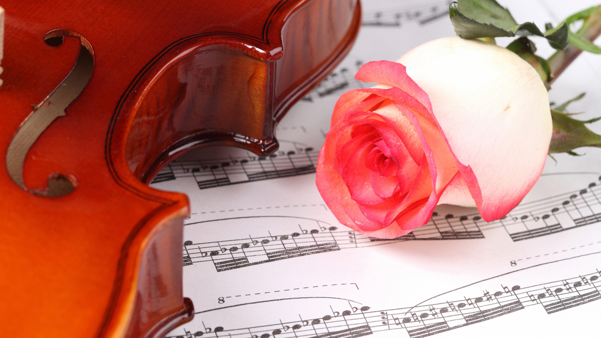 Красивая розовая роза на нотах со скрипкой