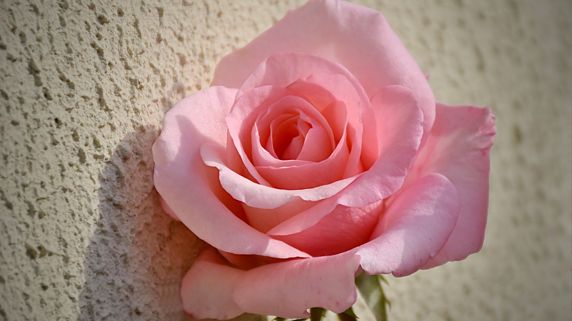 Красивая розовая роза стоит у стены 