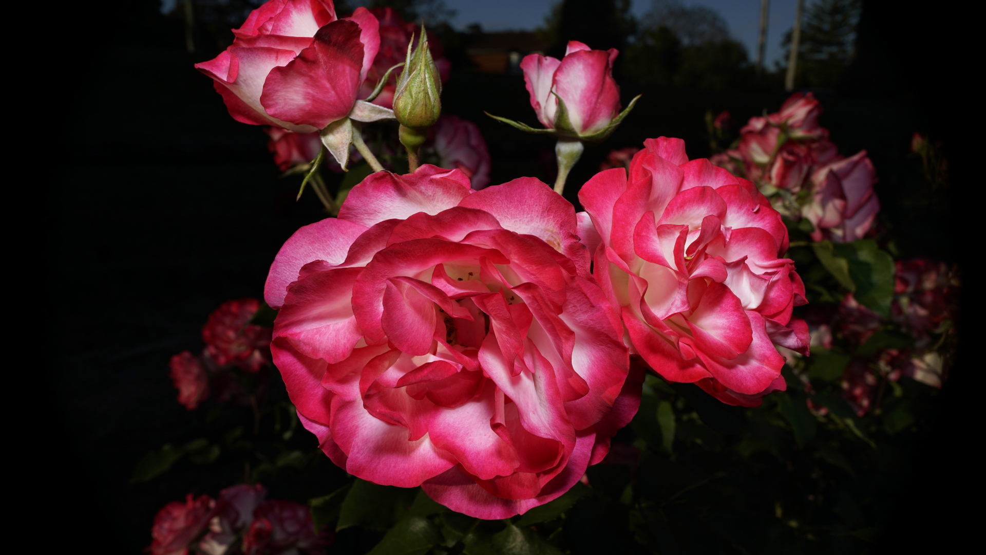 Красивые розовые розы с бутонами на клумбе 