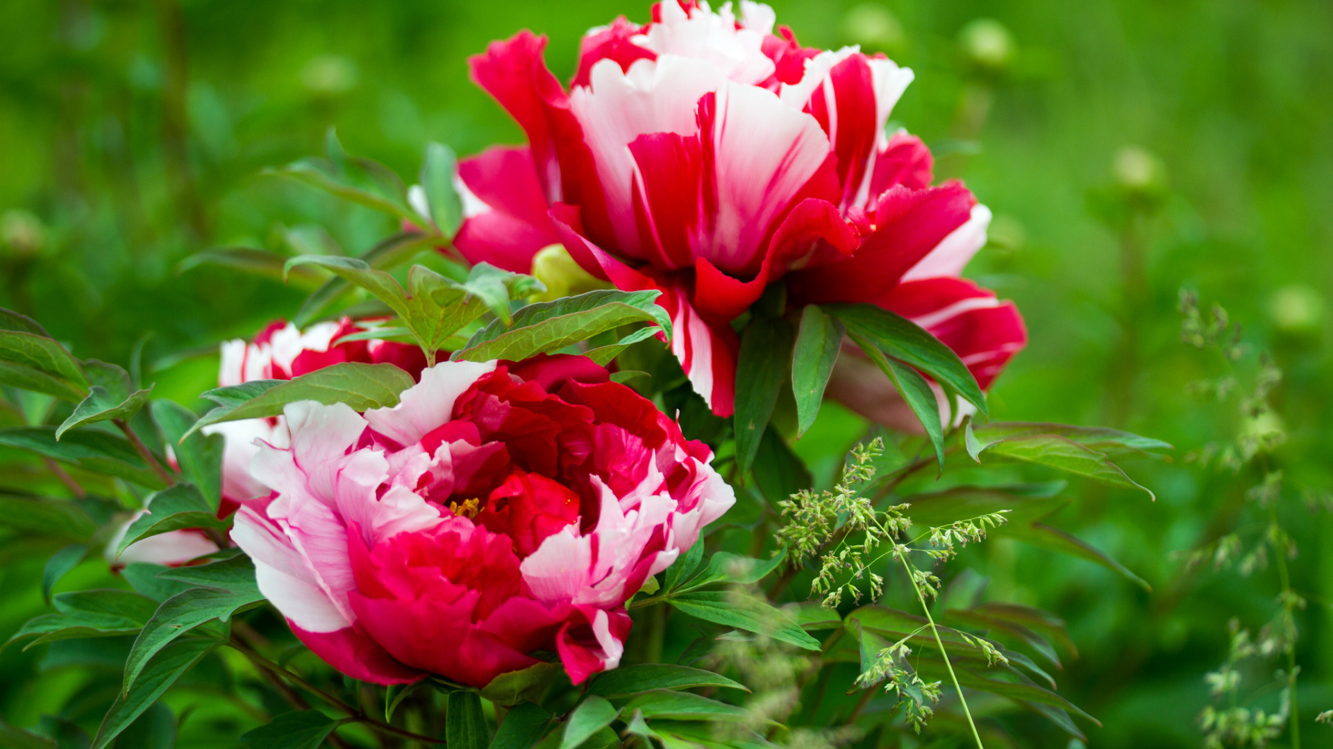 Красивые розовые с белым пионы 