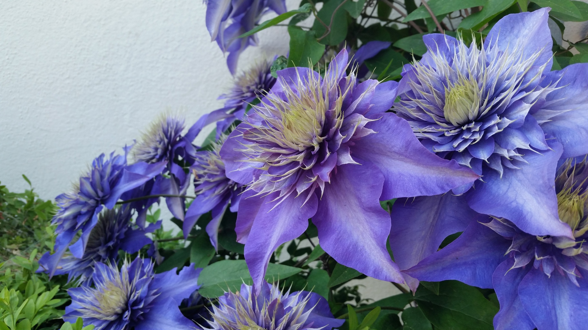 Красивые фиолетовые цветы клематиса