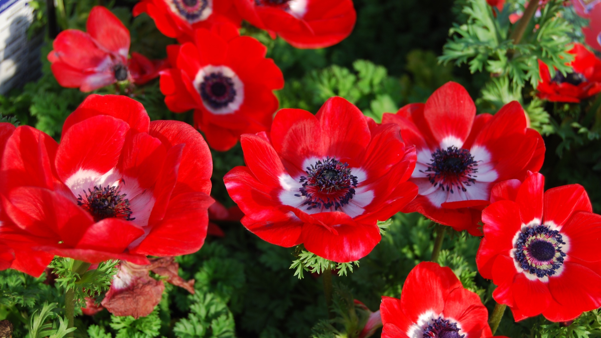 Красивые красные цветы анемона