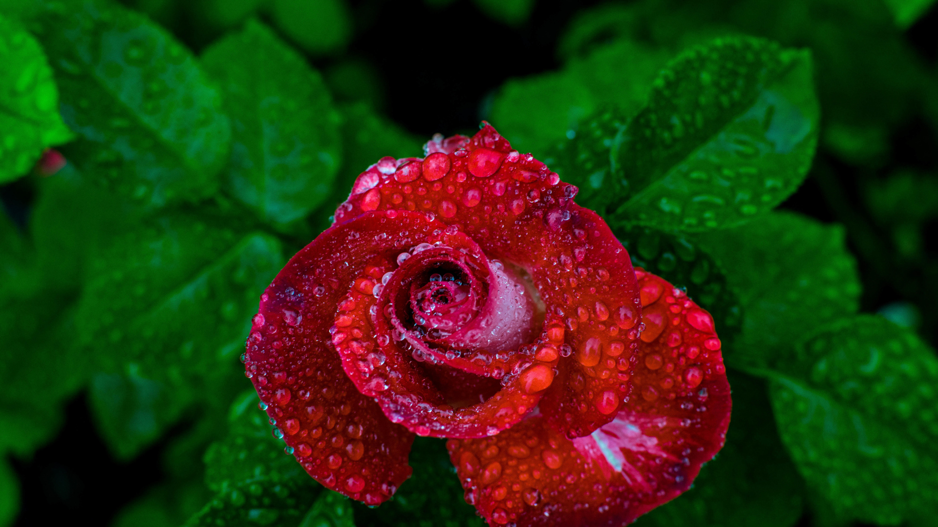 Красивая красная роза в каплях росы вид сверху 