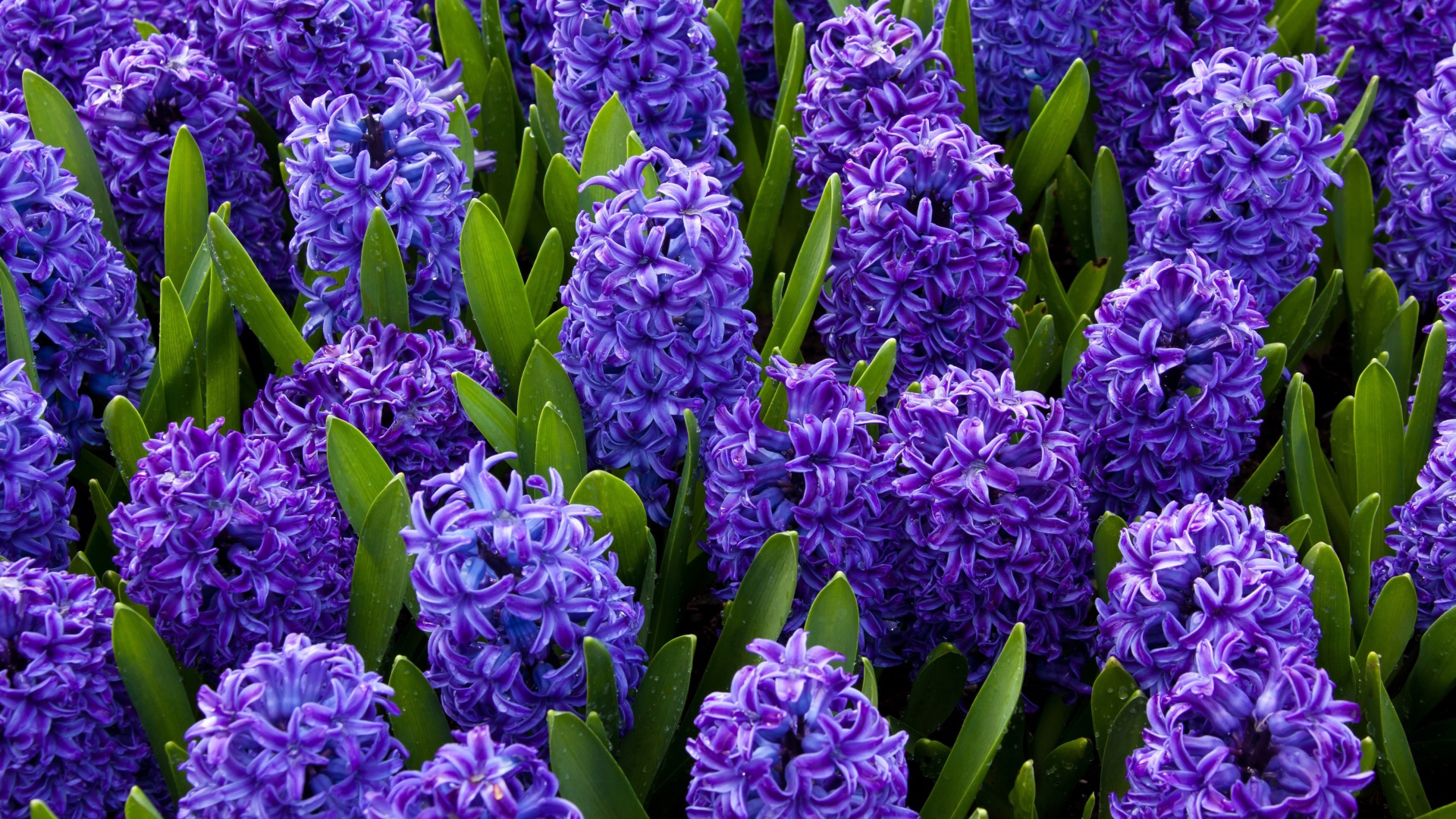 Красивые весенние голубые цветы гиацинты