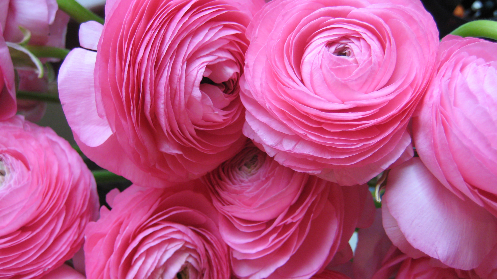 Beautiful tender pink buttercups close up