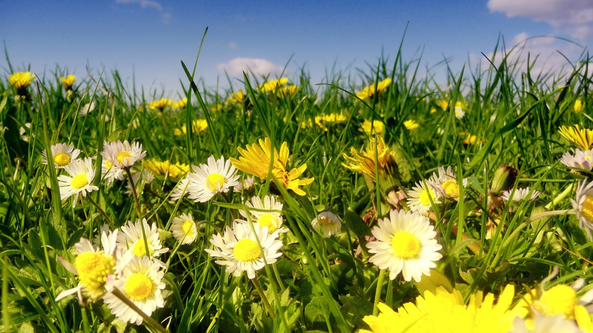 Красивые белые ромашки с одуванчиками в зеленой траве