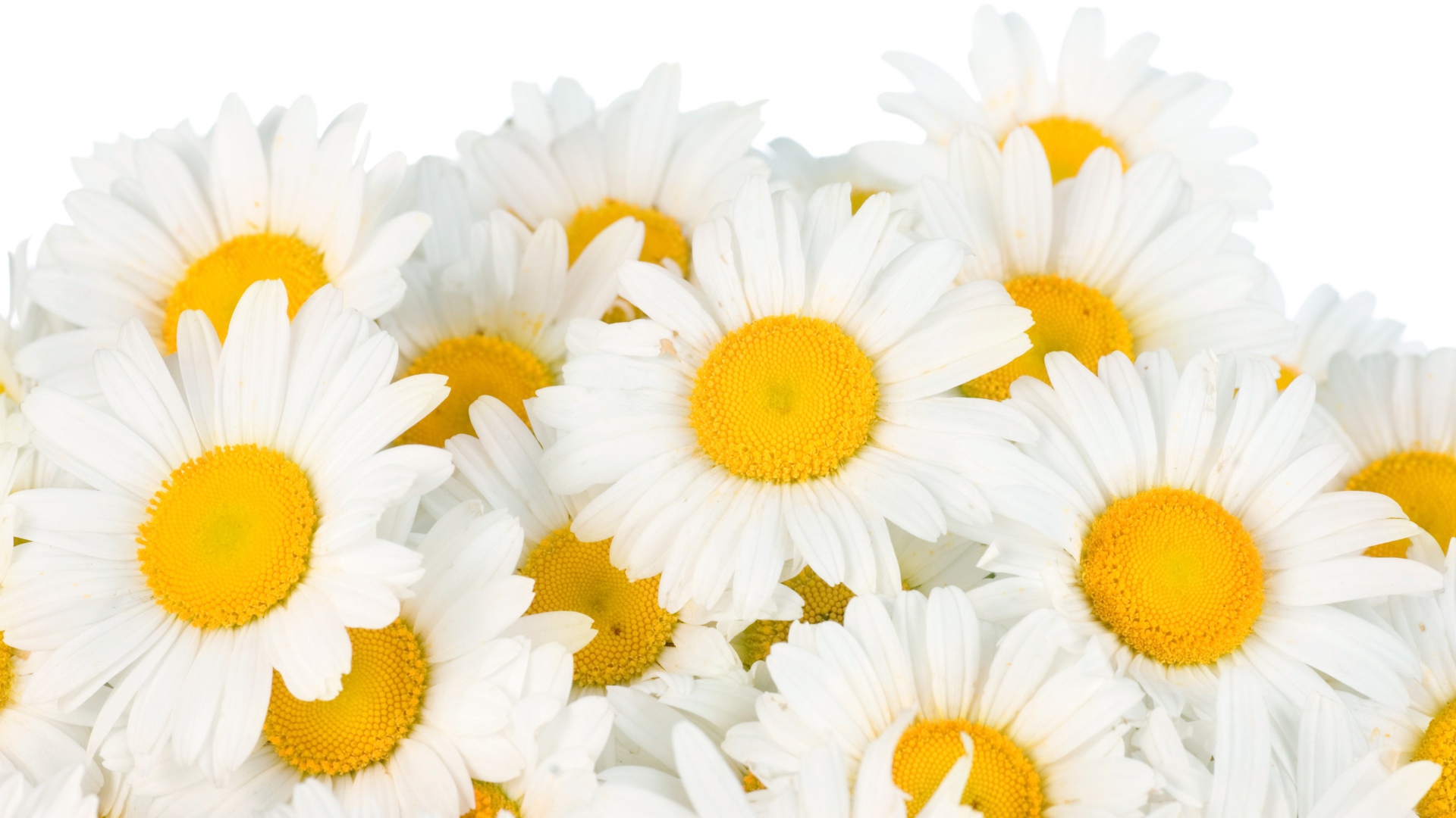 Красивые белые ромашки с желтой серединкой на белом фоне