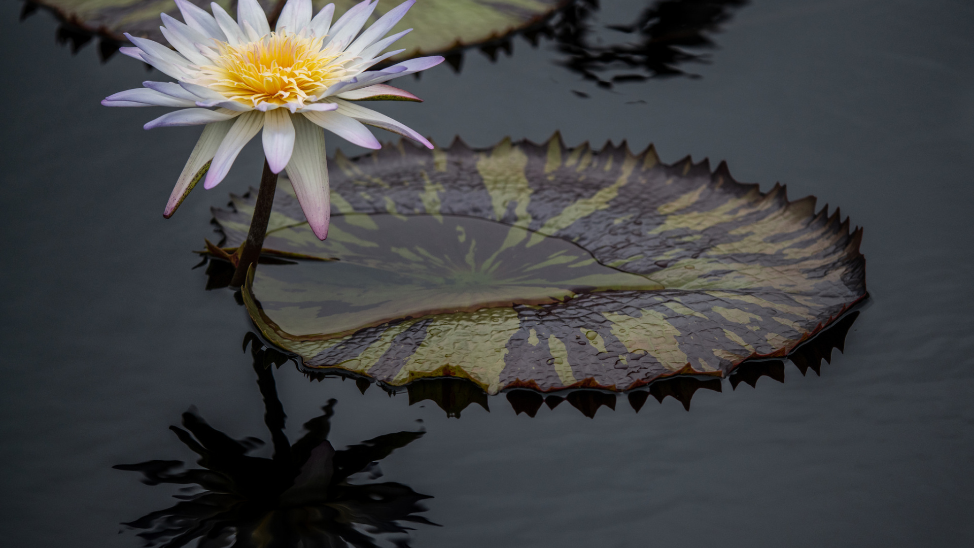 Beautiful white water lily flower in water