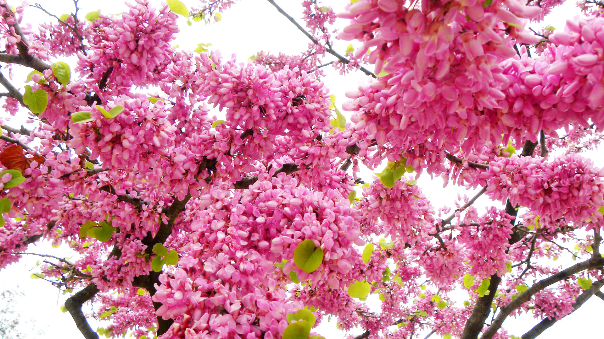 Красивые с розовыми цветами ветки дерева весной