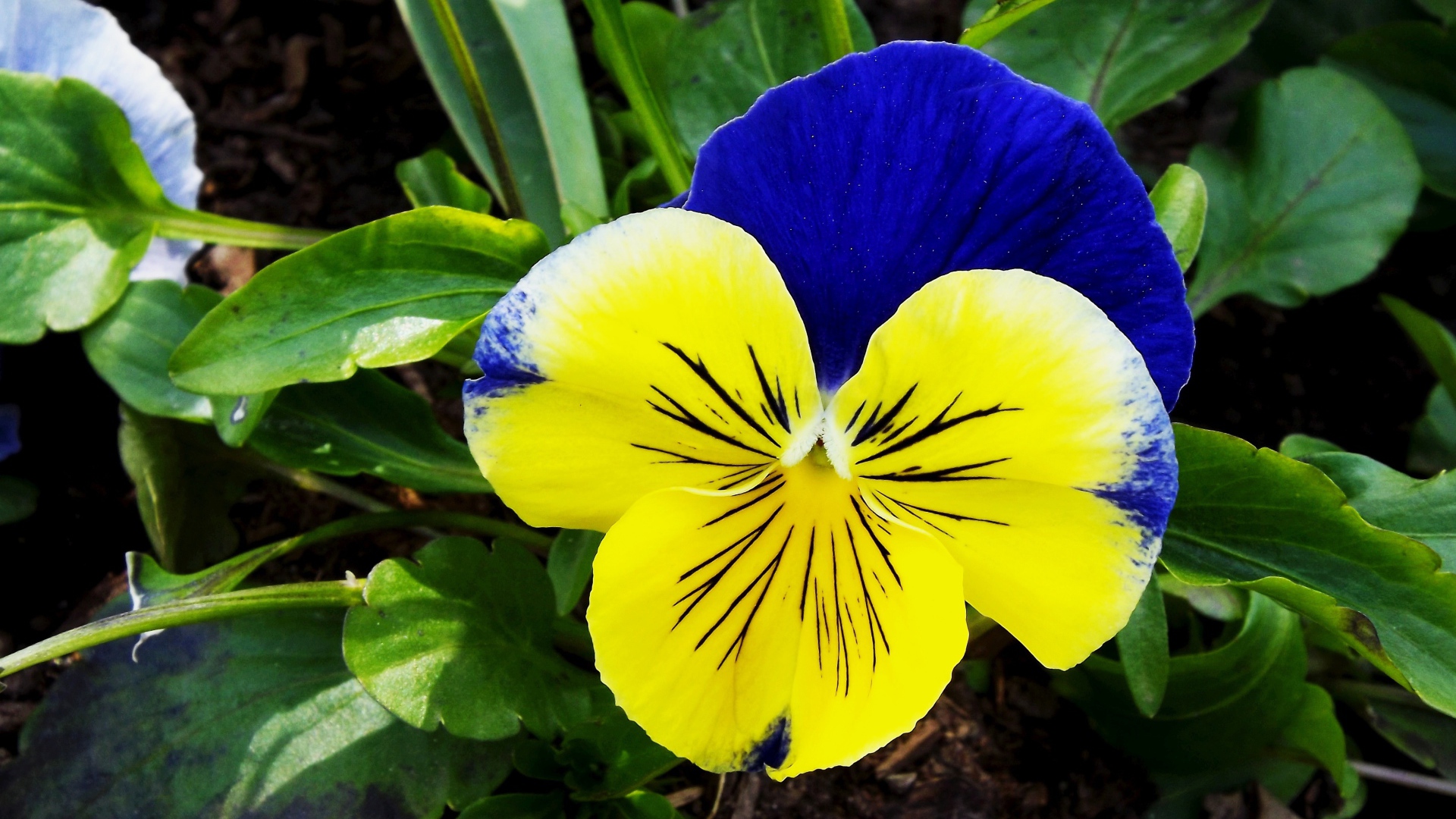 Красивый желто - голубой цветок анютины глазки крупным планом