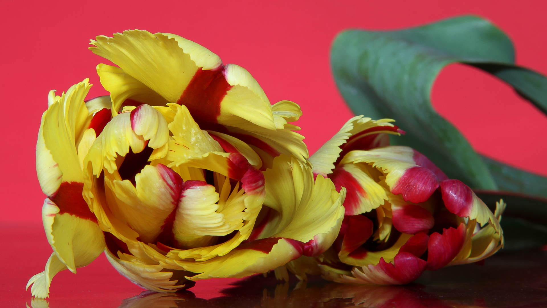 Красивый желто - красный тюльпан на розовом фоне