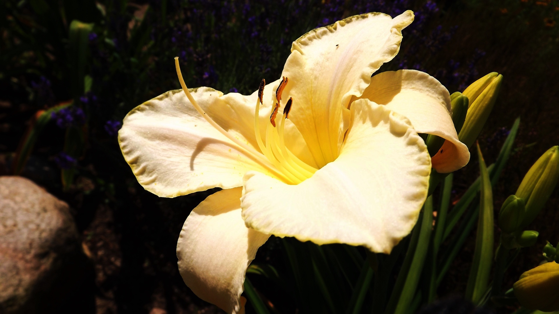 Красивая желтая лилия с бутонами крупным планом