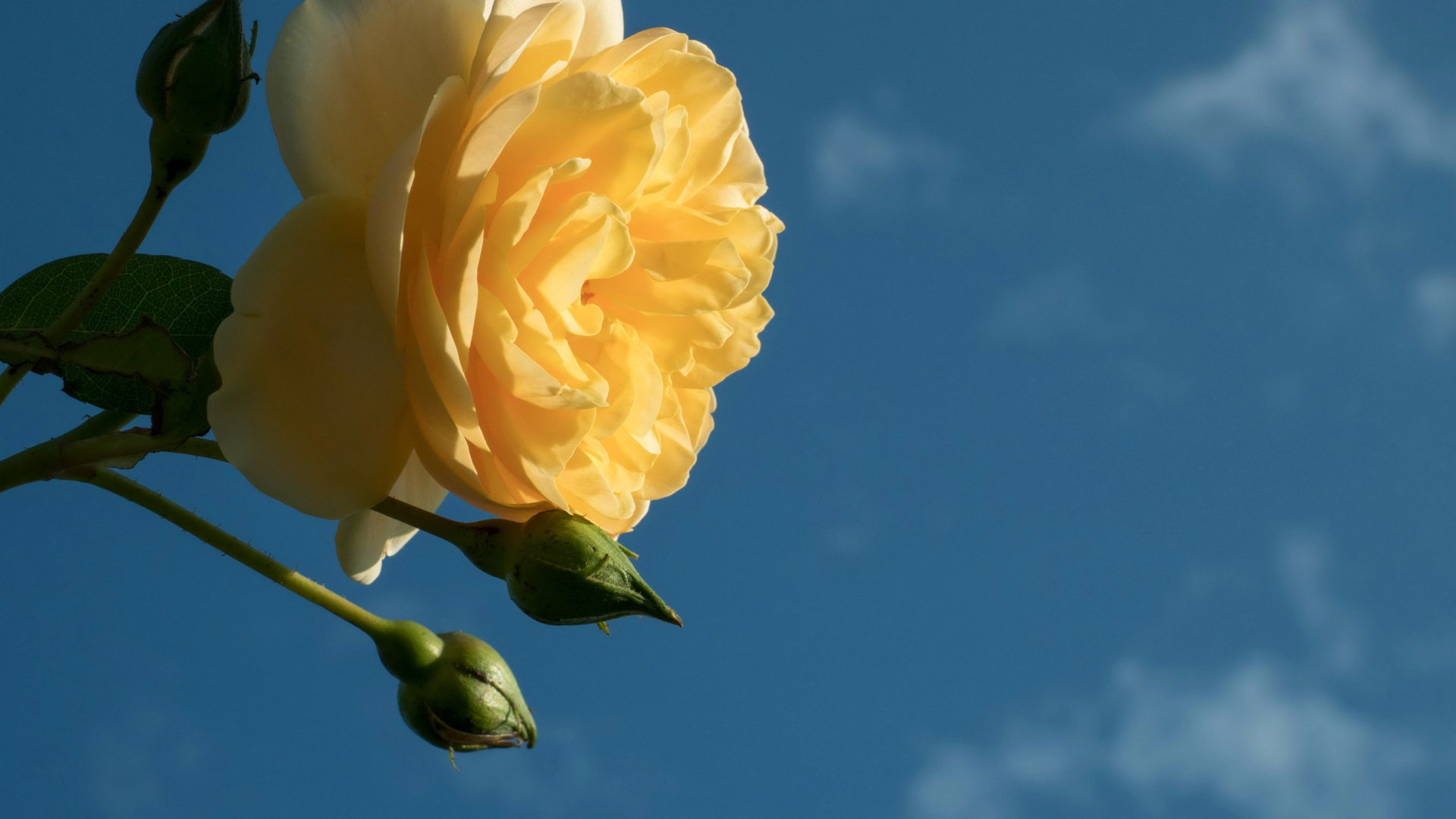 Красивый желтый цветок розы с бутонами на фоне голубого неба 