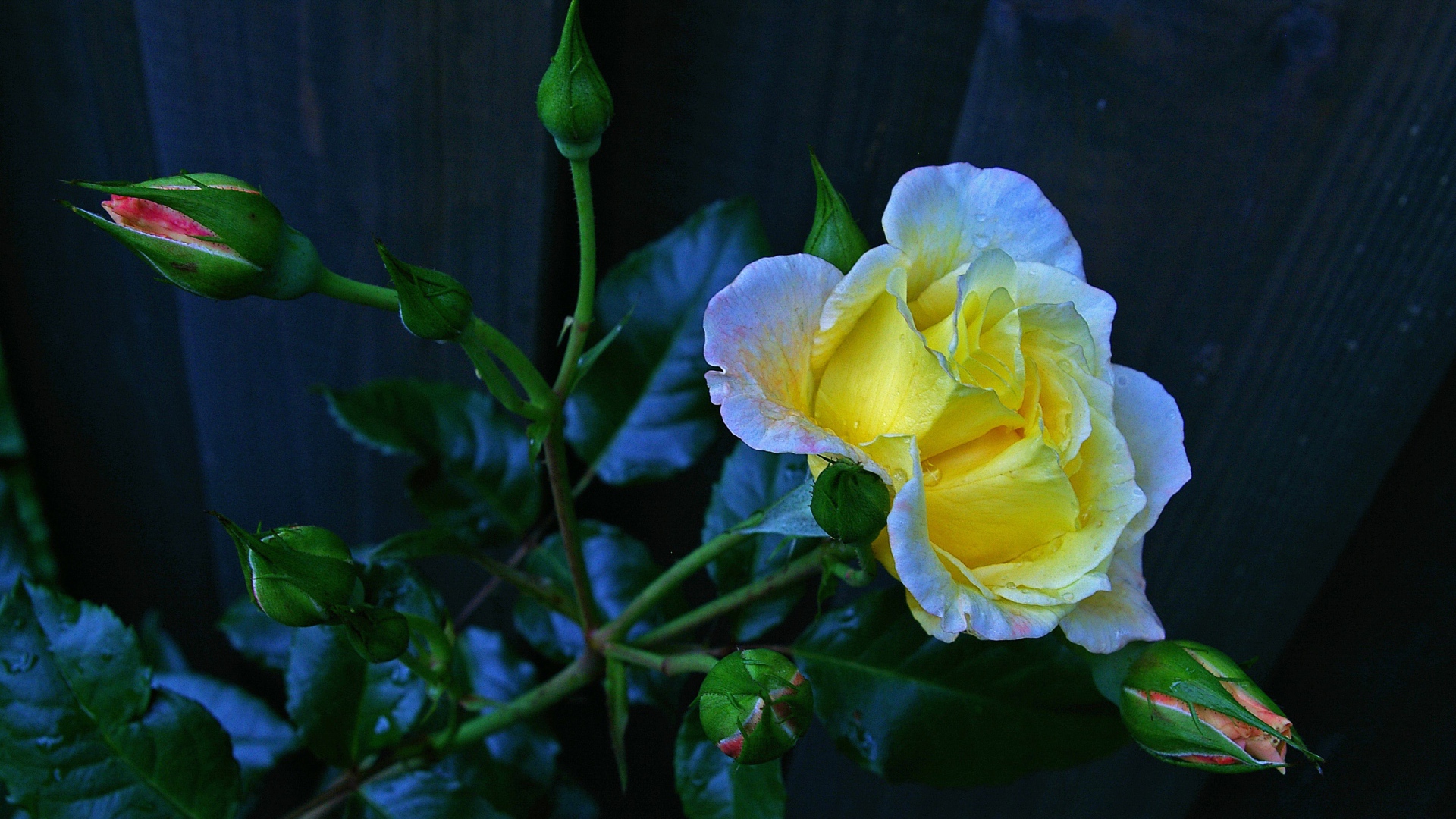 Красивая желтая роза с бутонами у забора 