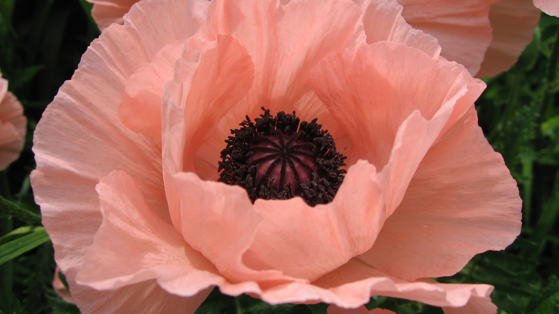 Большой розовый цветок мака крупным планом 