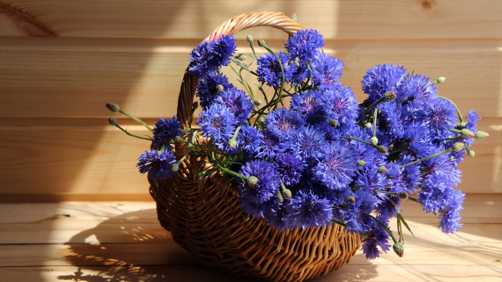 Голубые васильки в корзине в лучах солнца