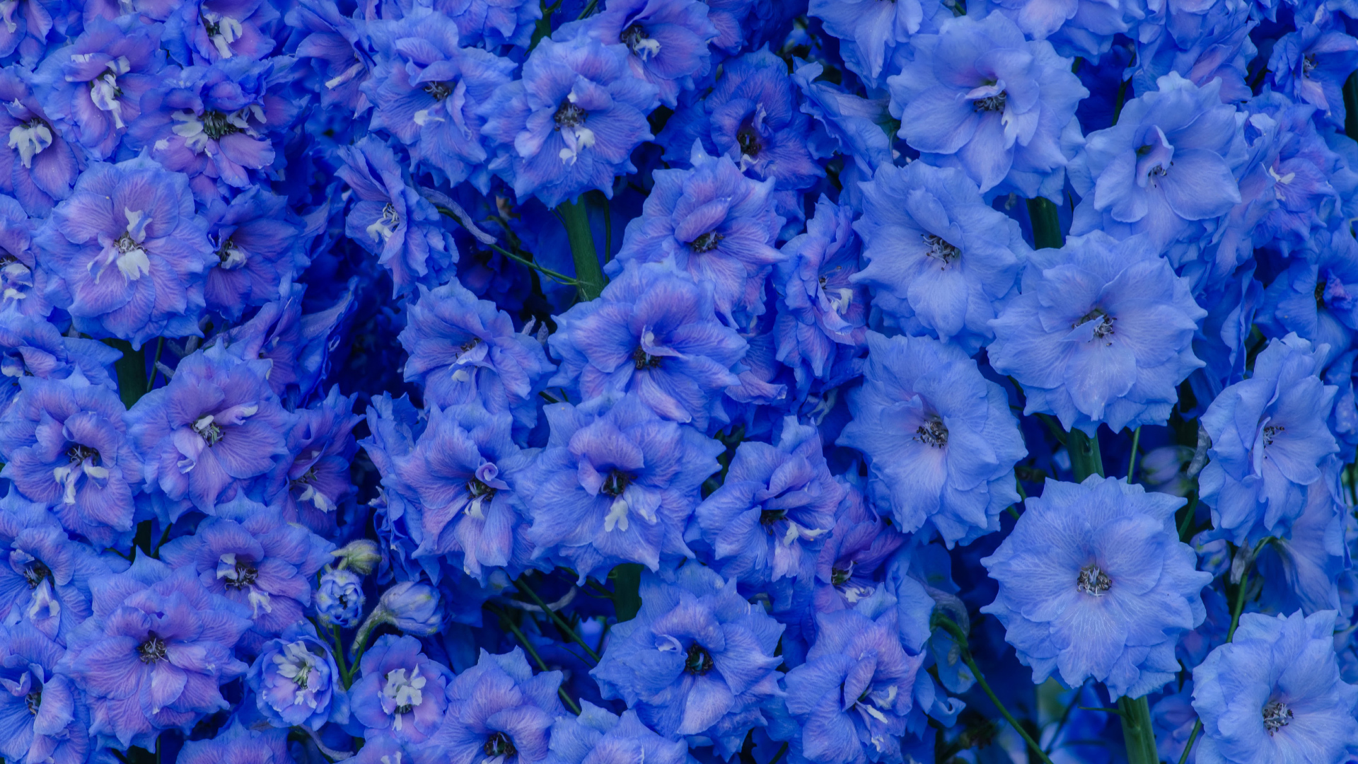 Голубые цветы левкой крупным планом