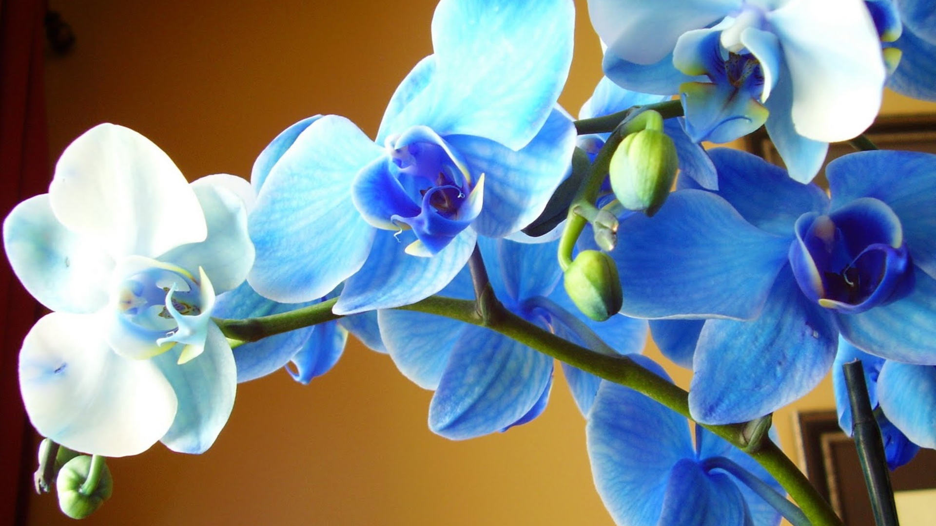 Голубая орхидея крупным планом