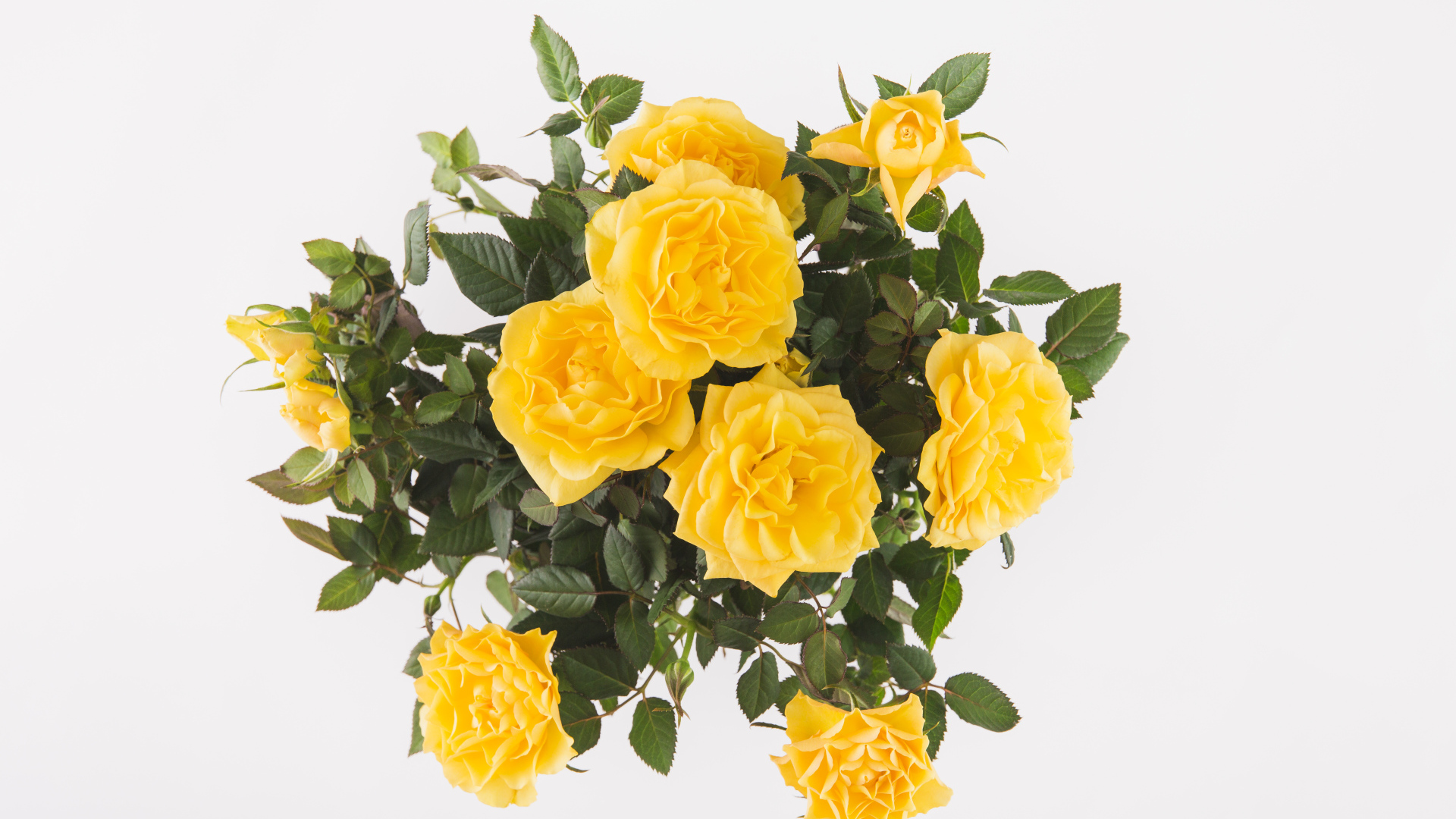 Букет оранжевых роз на белом фоне