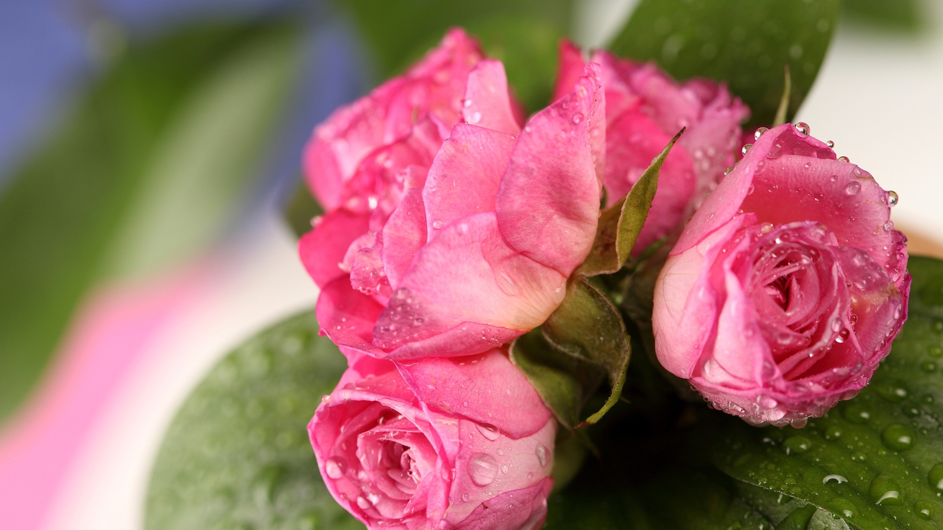 Букет розовых роз в каплях росы