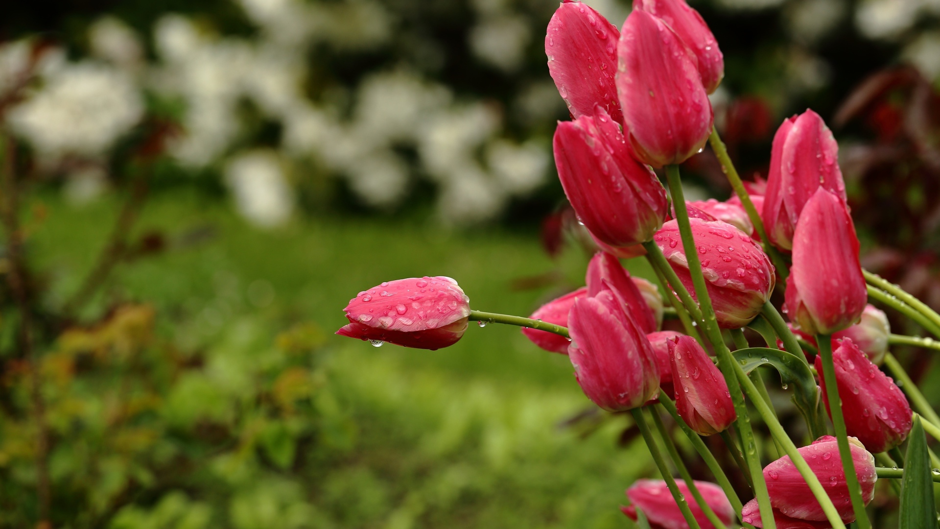 Букет розовых тюльпанов в каплях дождя