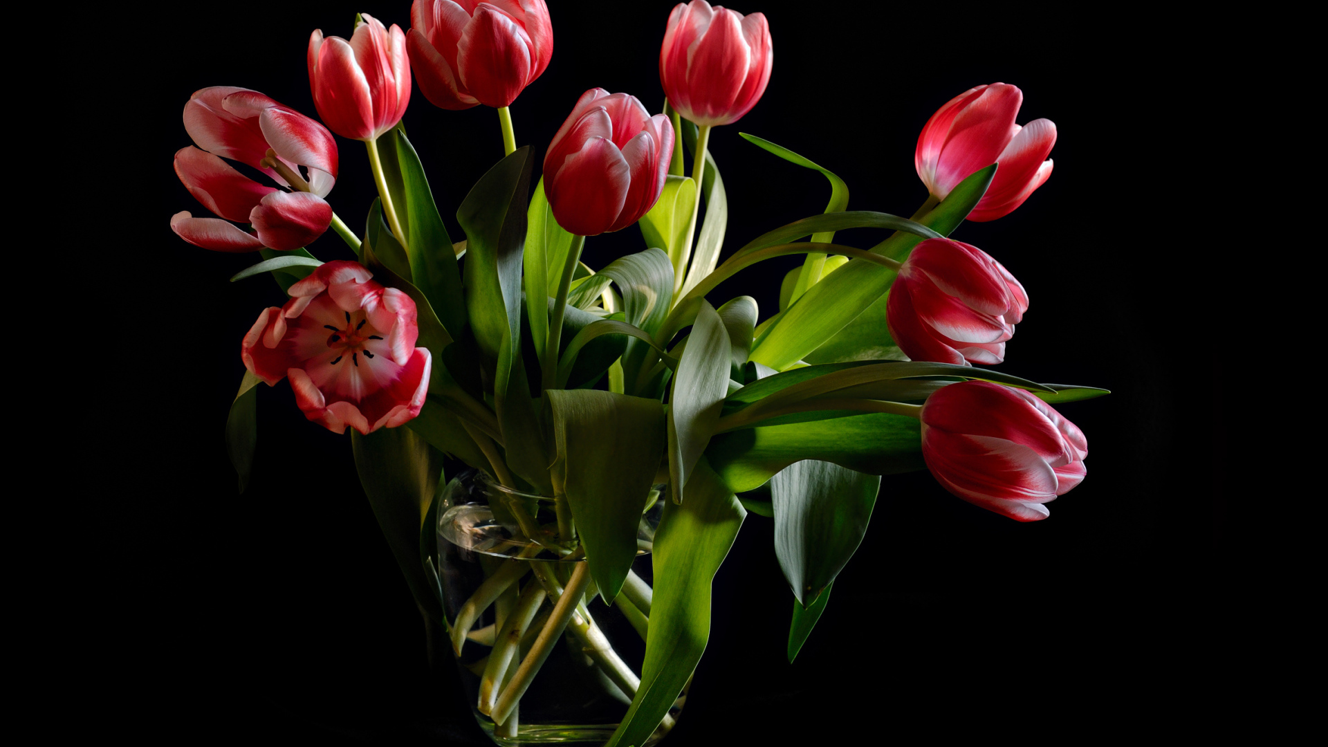 Букет красных тюльпанов в стеклянной вазе на черном фоне