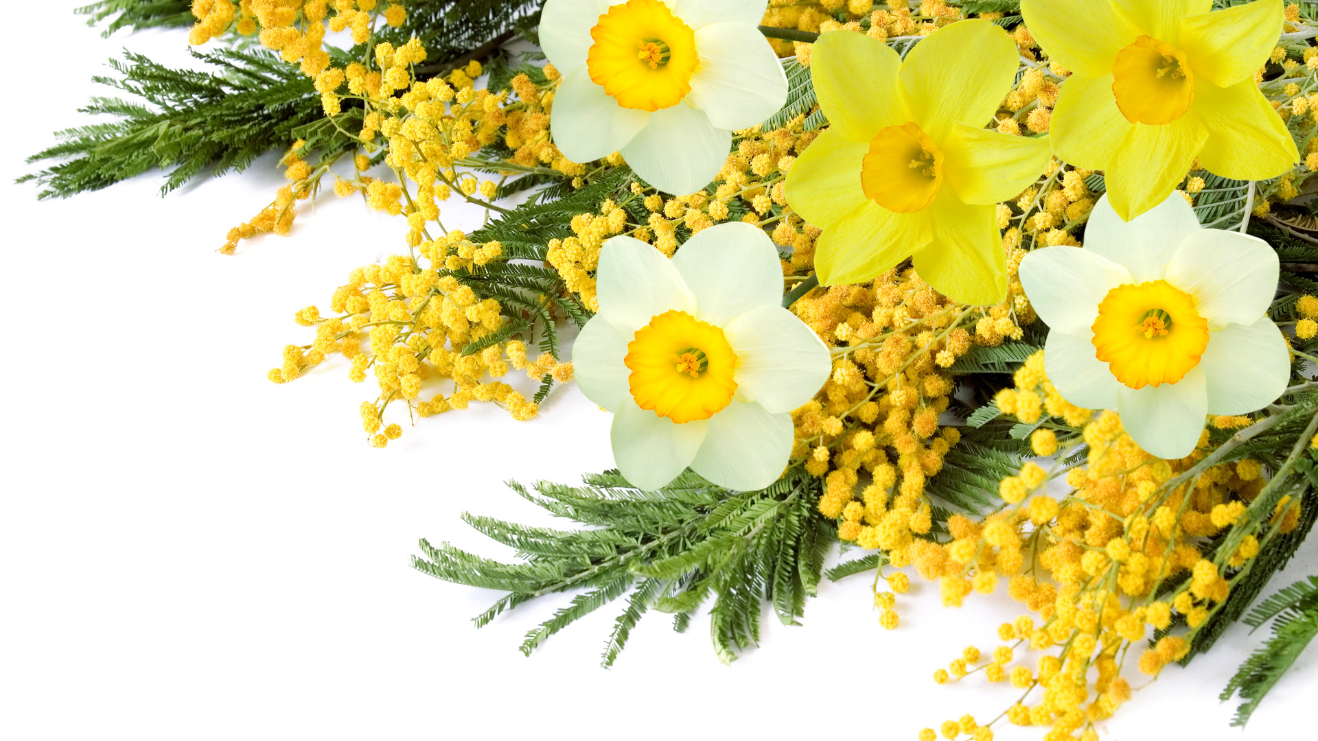 Букет с цветами мимозы и нарциссов на белом фоне 