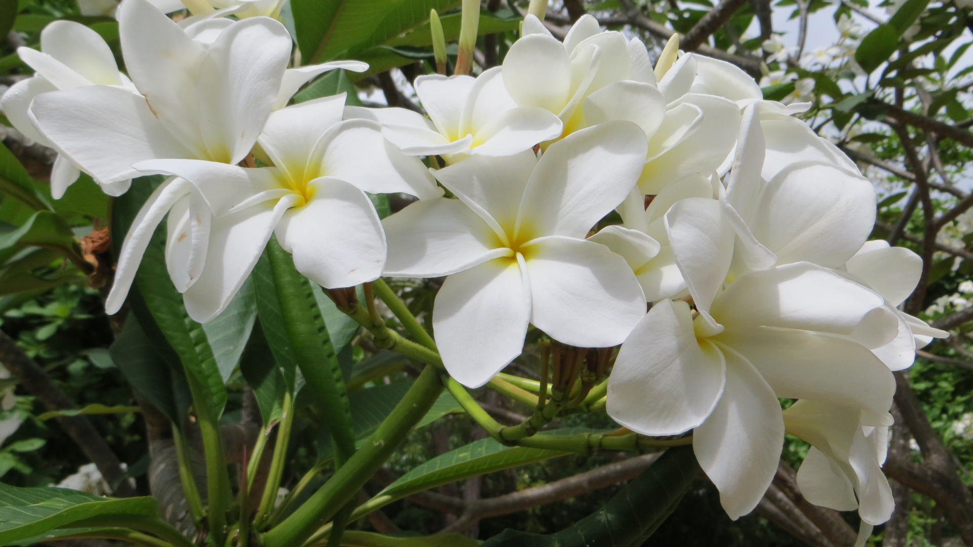 Ветка с белыми цветами плюмерия 