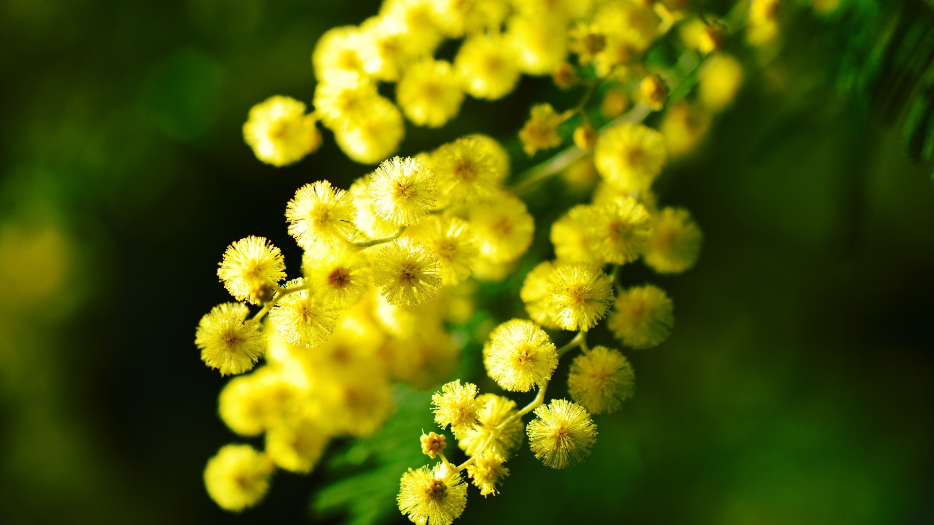 Ветка с желтыми цветами мимозы крупным планом