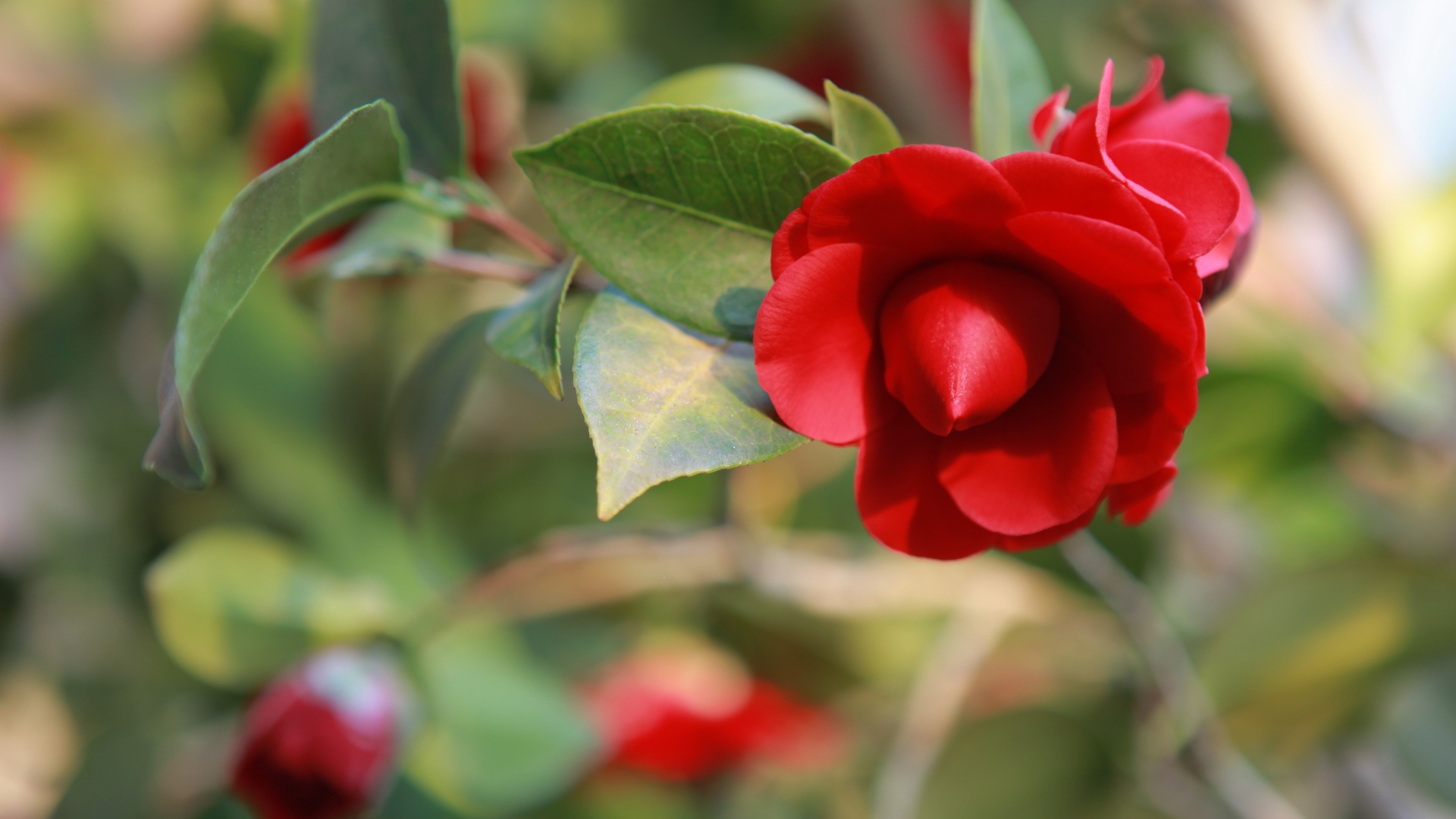 Бутон красной камелии крупным планом