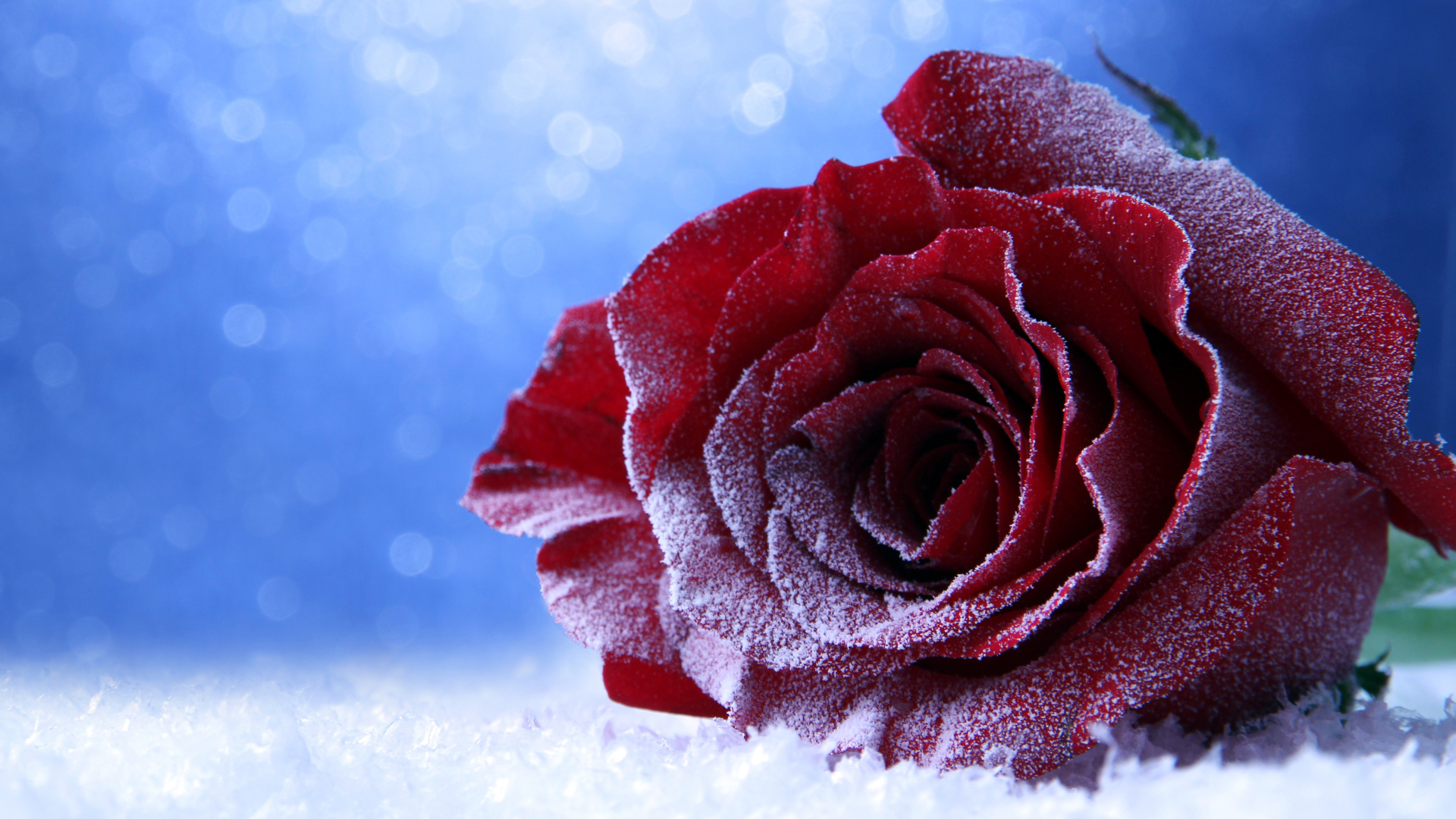 Покрытая инеем роза на снегу на голубом фоне