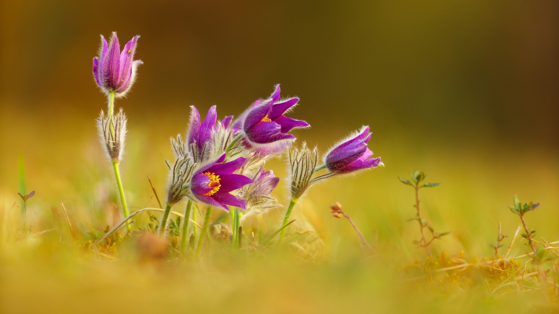 Нежные сиреневые цветы прострел 