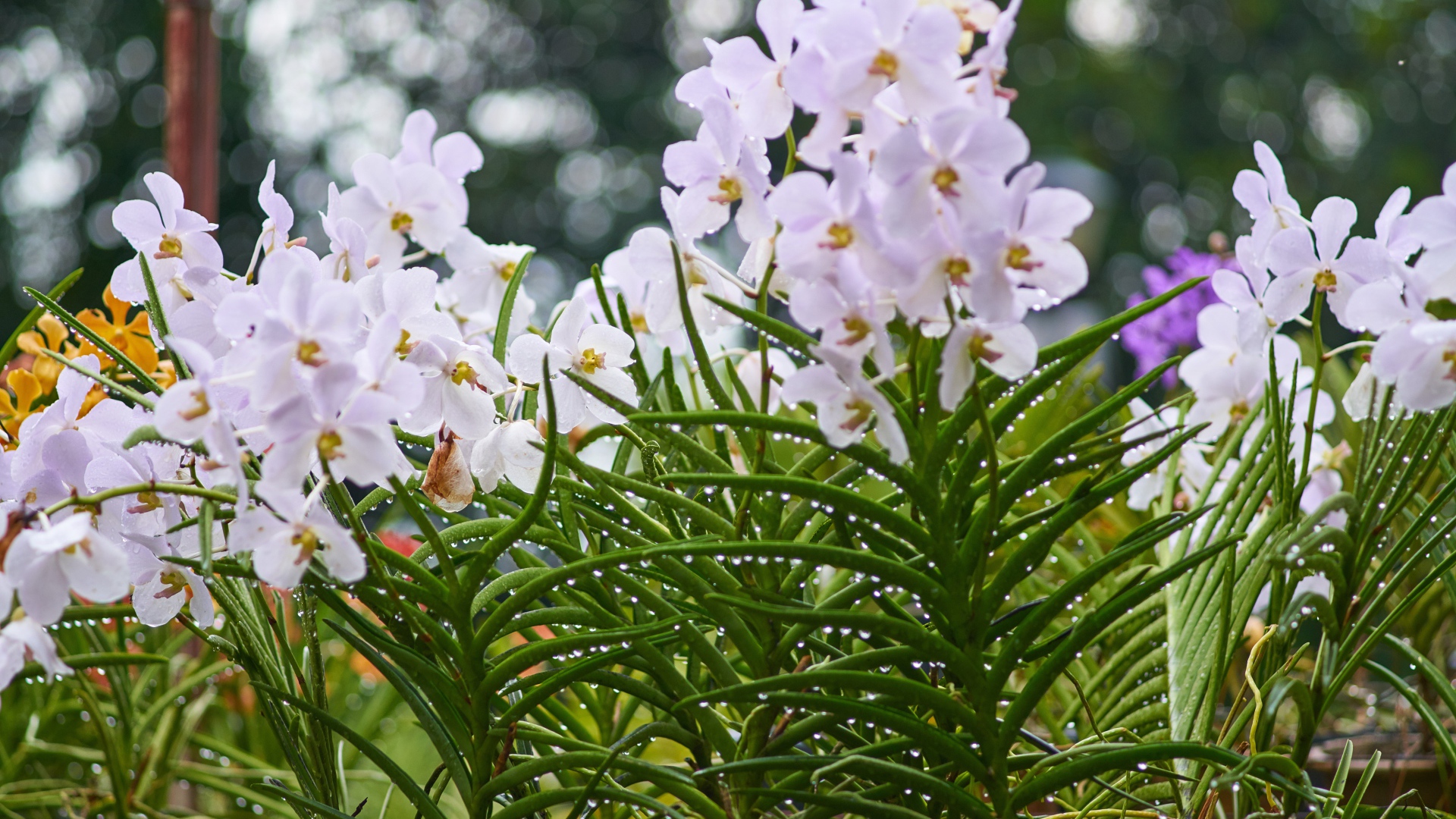 Нежные орхидеи на клумбе