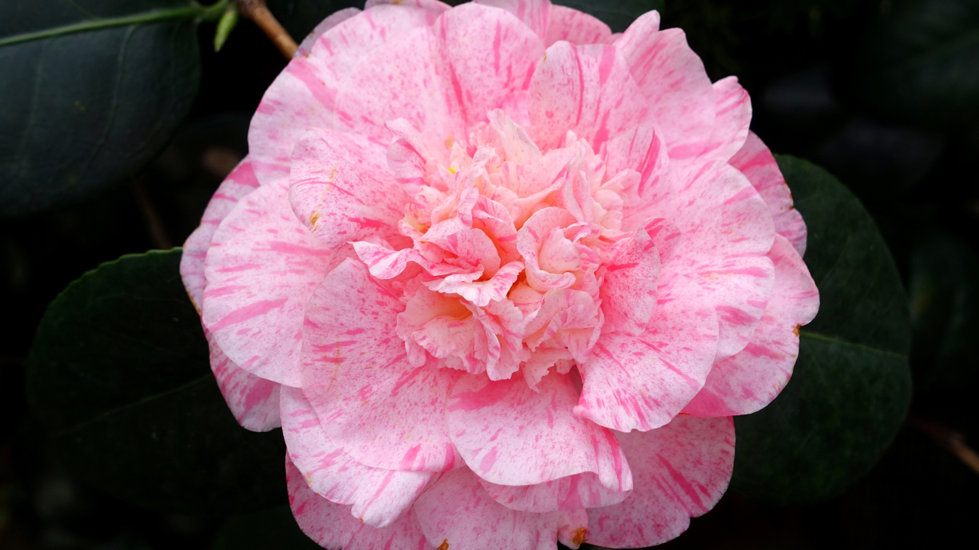 Нежный розовый красивый цветок камелии