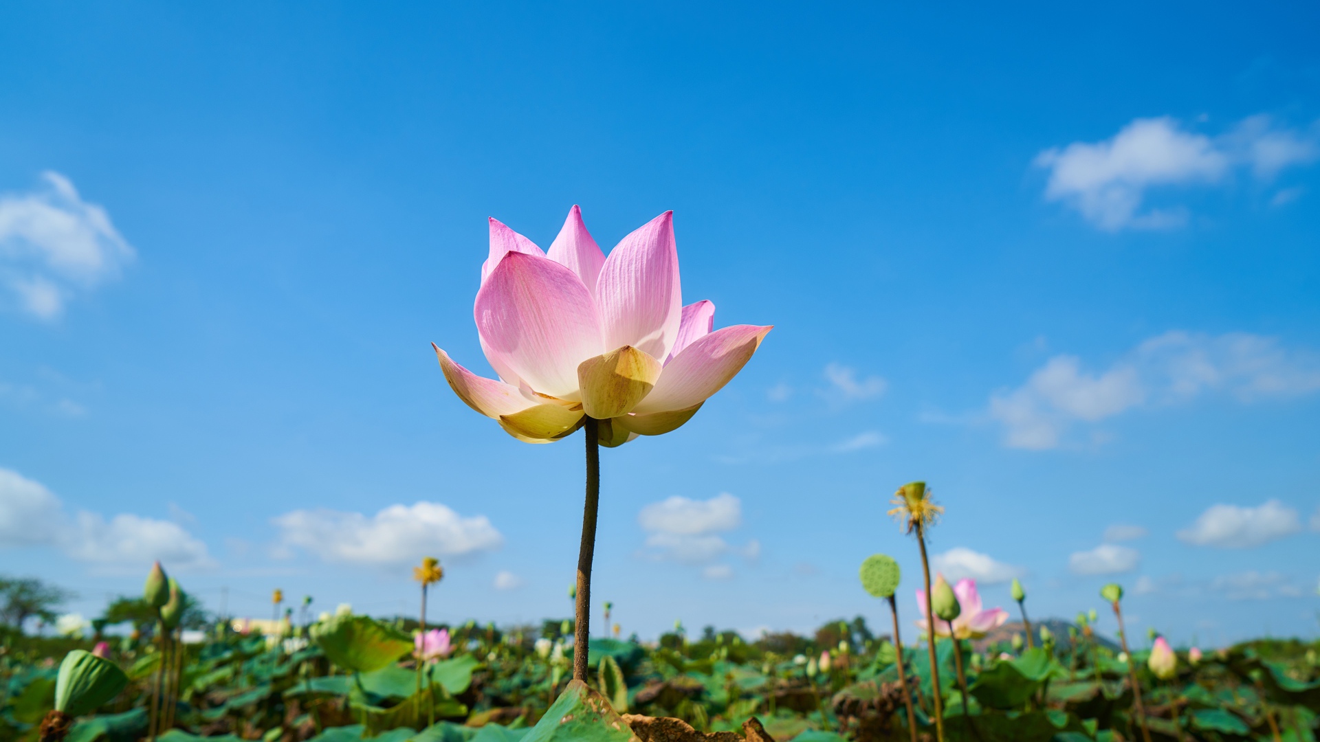 Нежный розовый цветок лотоса на фоне голубого неба