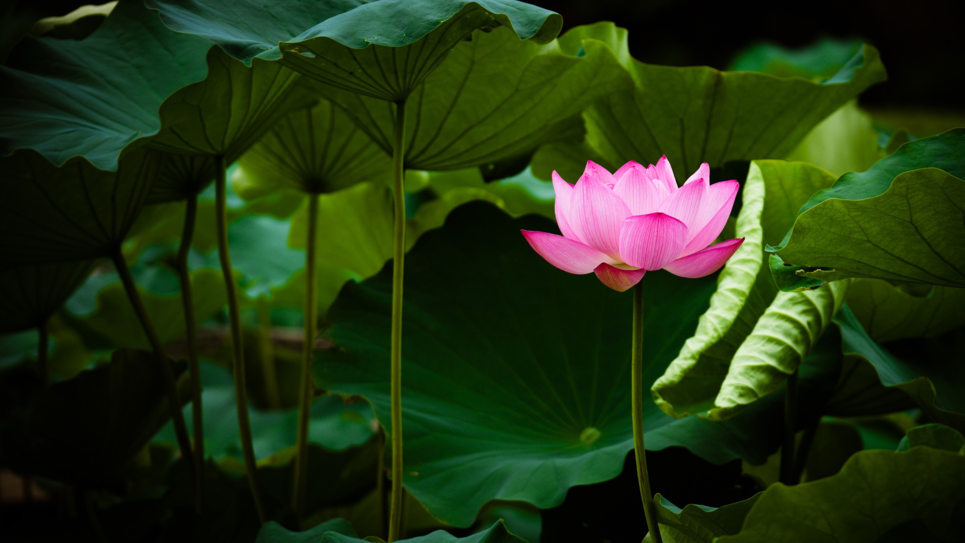 Нежный розовый цветок лотоса в зеленых листьях