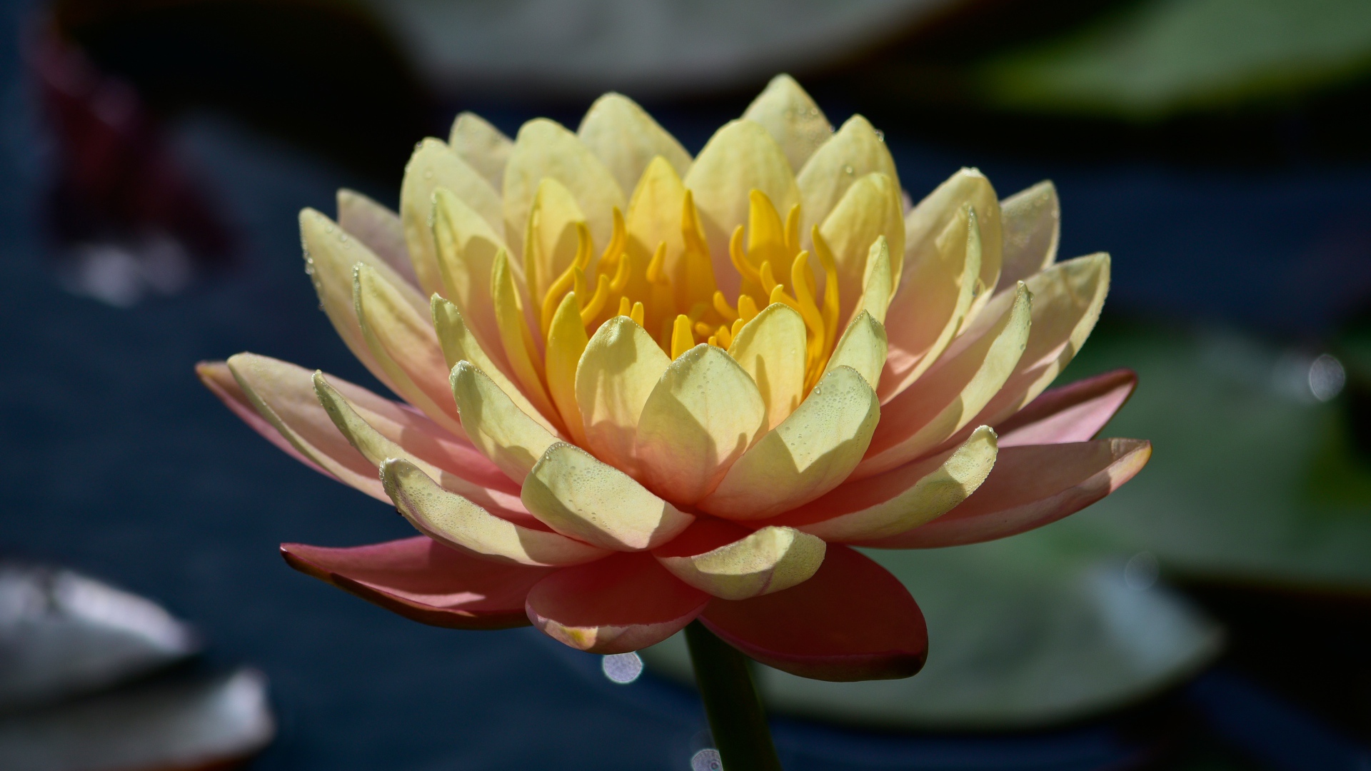 Нежный розовый цветок лотоса в лучах солнца