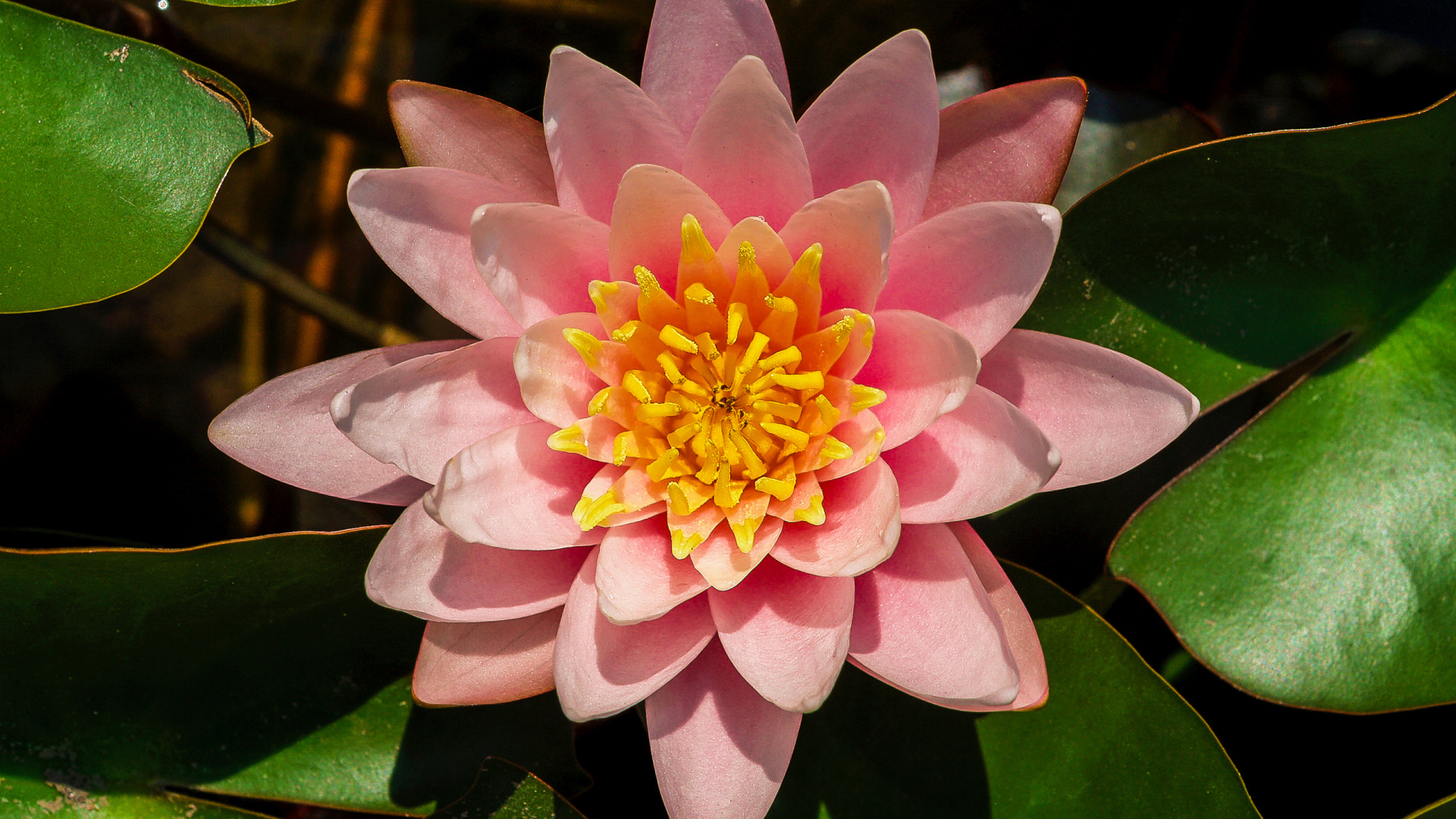 Нежный розовый цветок лотоса с зелеными листьями