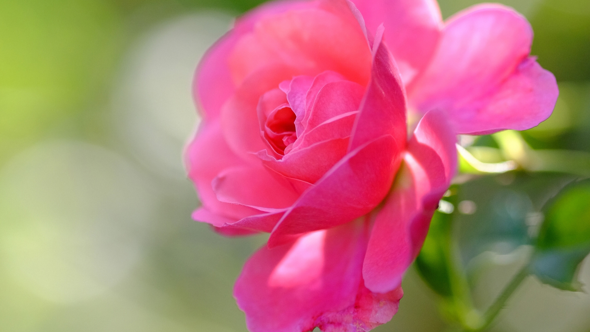 Нежная розовая роза распускается в саду