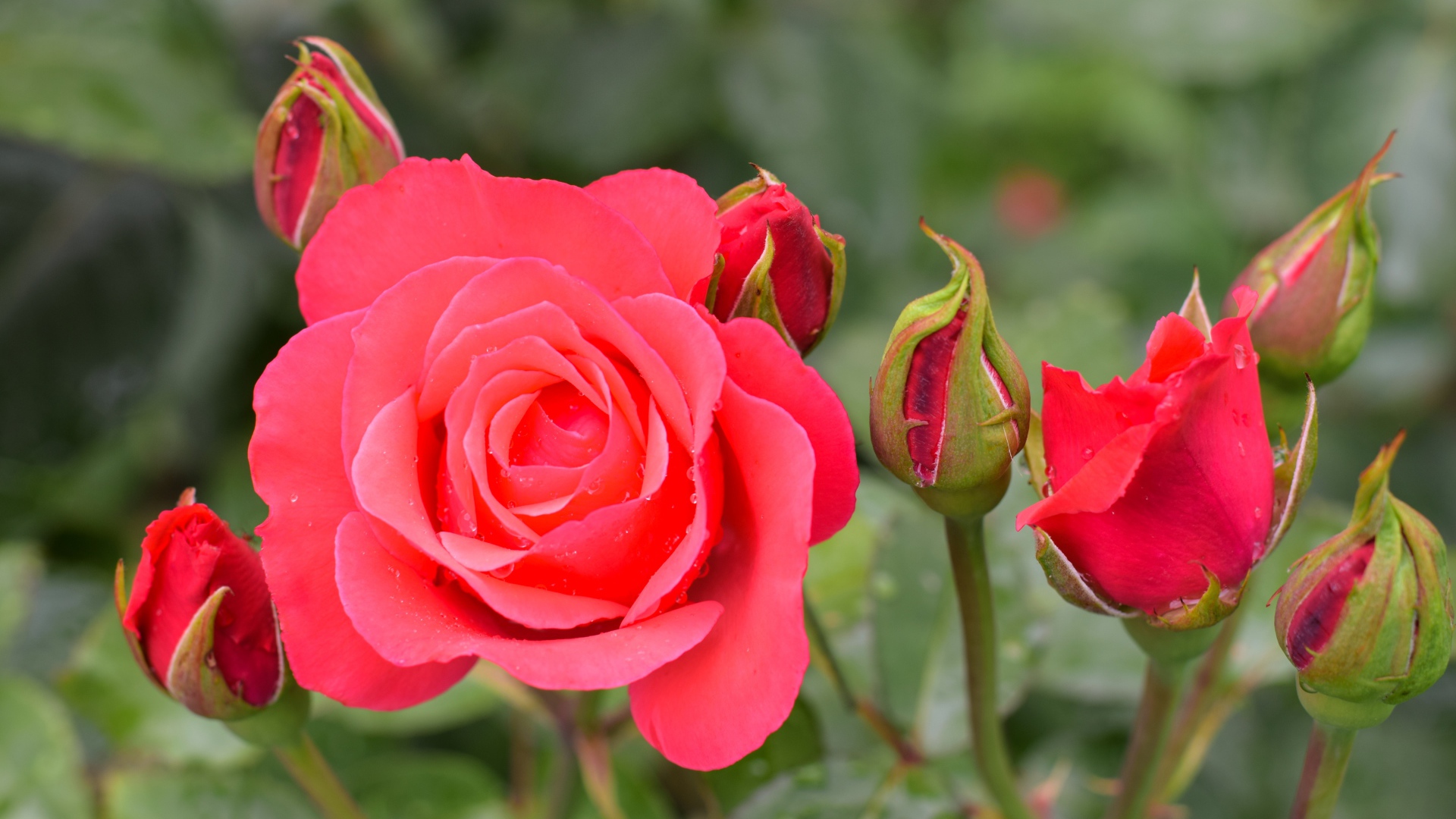 Нежная роза с бутонами крупным планом