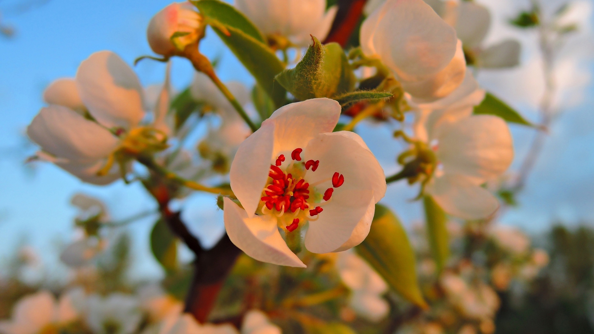 Нежные белые цветы яблони в лучах весеннего солнца