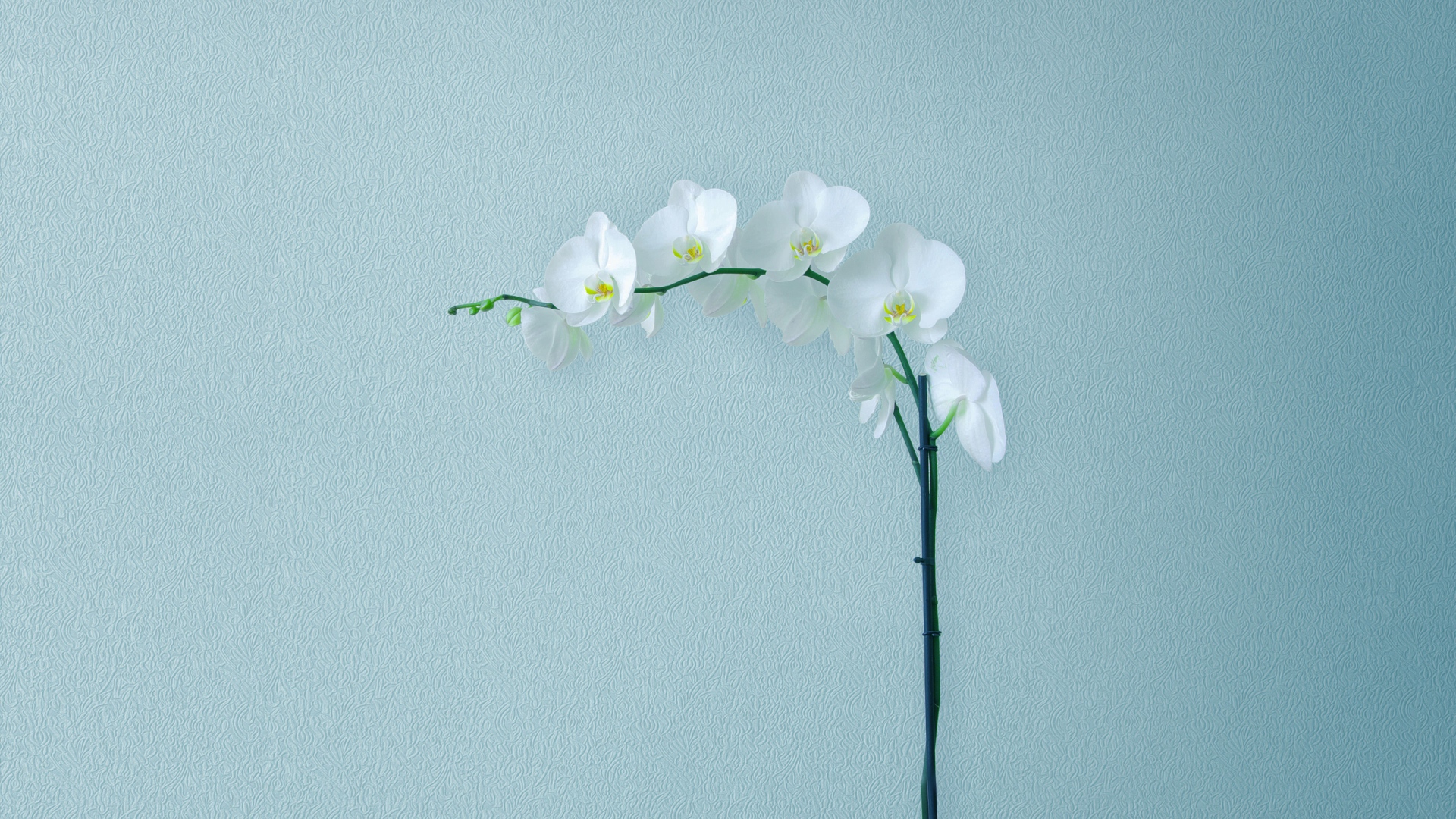 Нежная белая орхидея на сером фоне