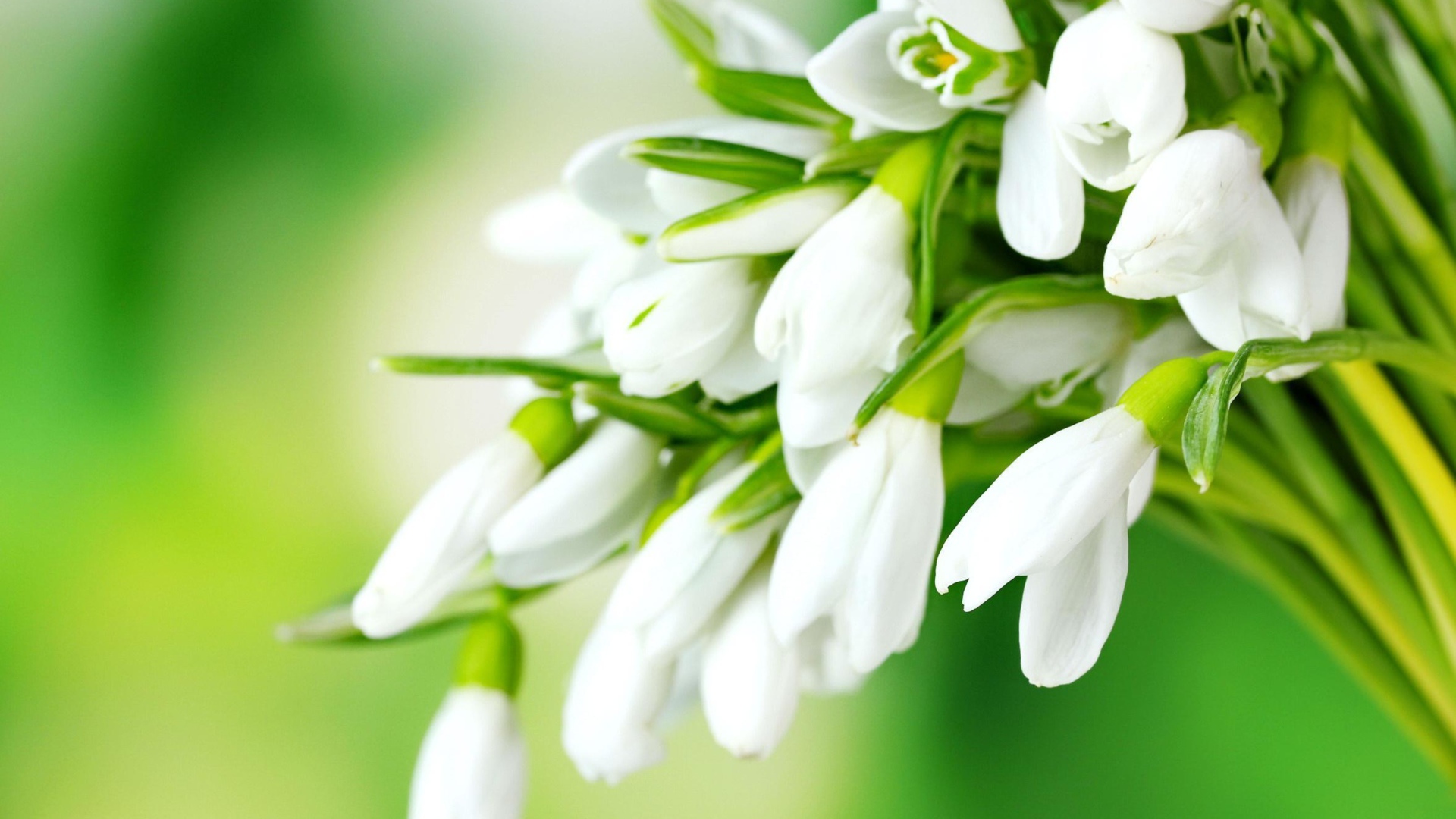 Нежные белые подснежники на зеленом фоне 