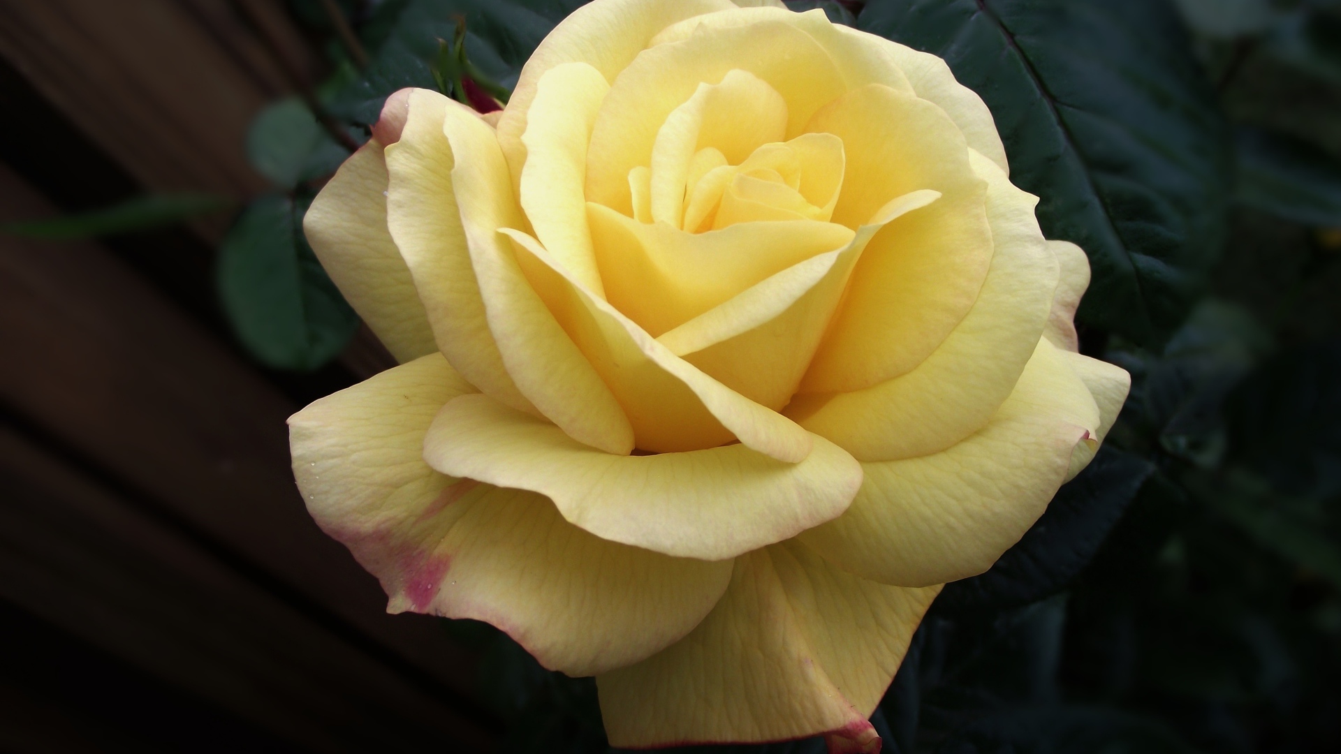 Нежная желтая роза крупным планом