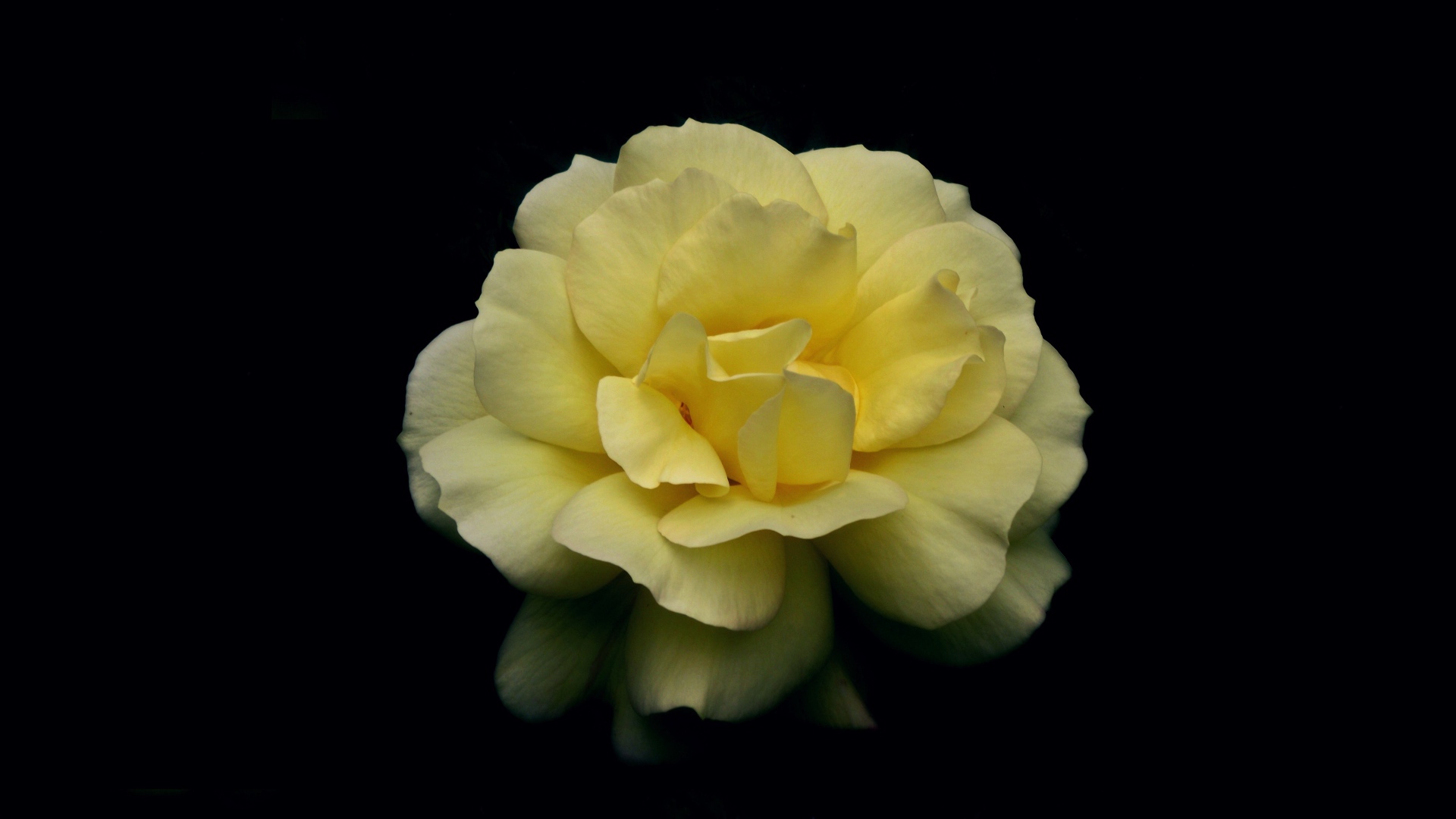 Нежная желтая роза на черном фоне