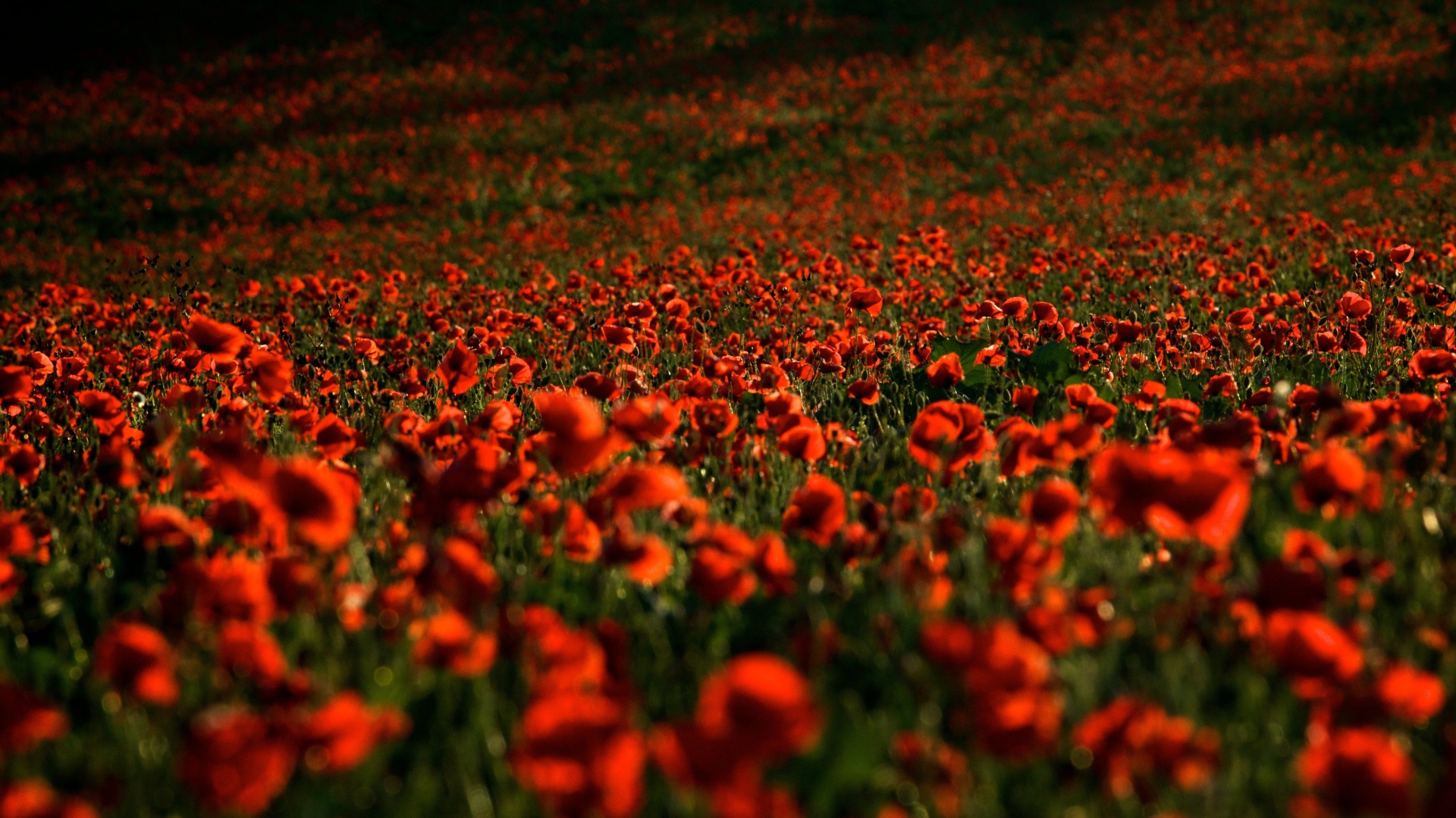 Поле с красными маками в лучах солнца летом
