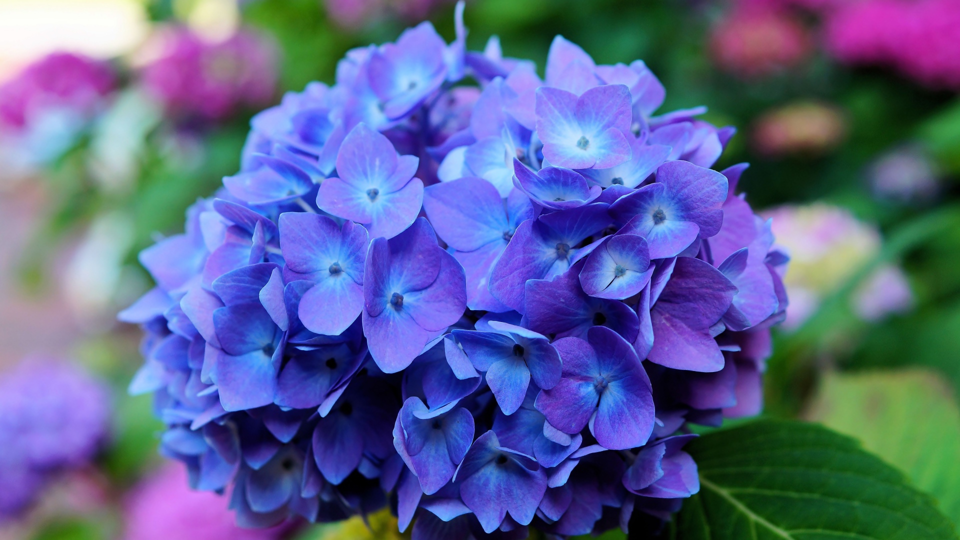 Цветок гортензии крупным планом