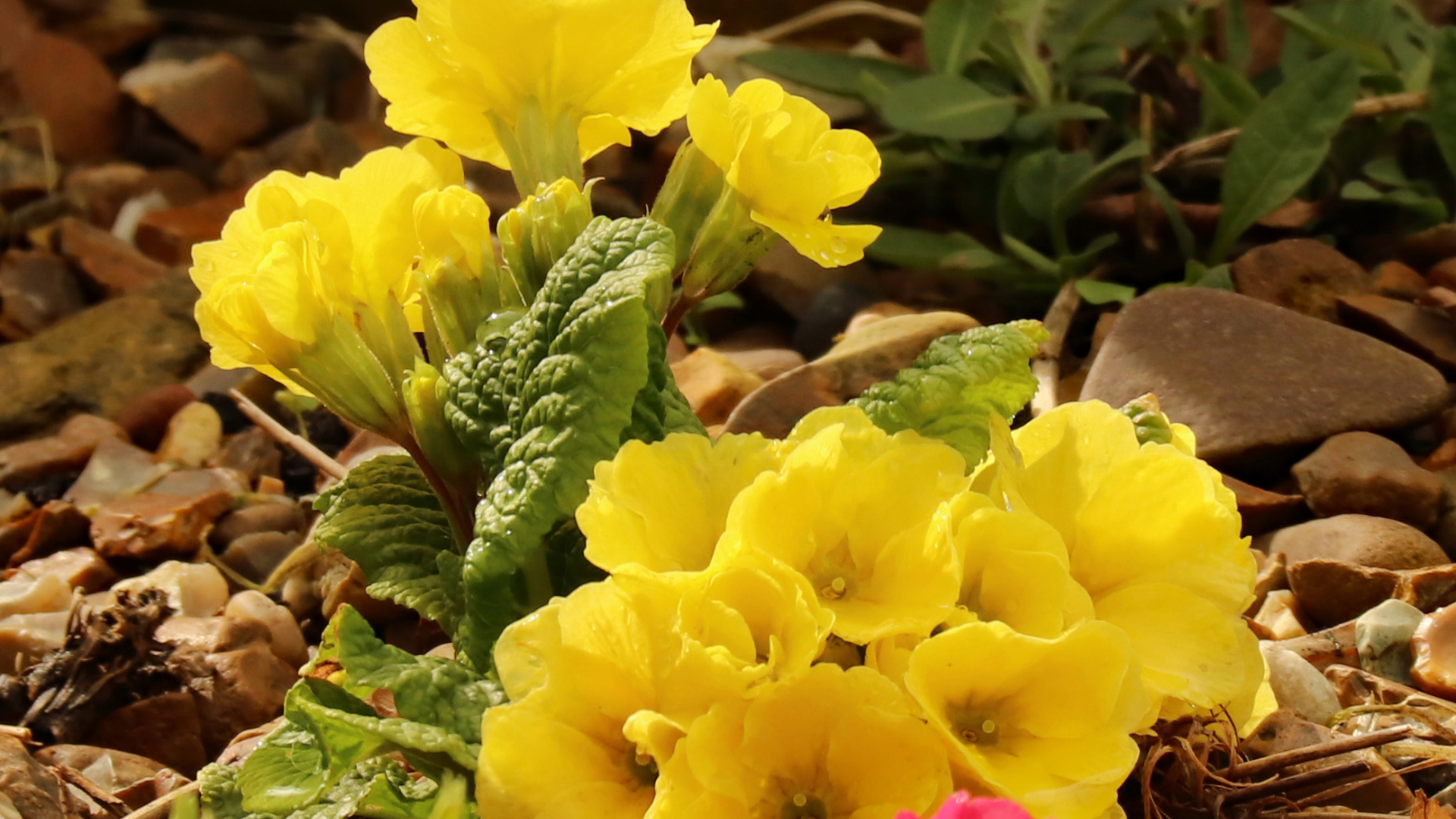 Цветы желтой примулы на камнях 