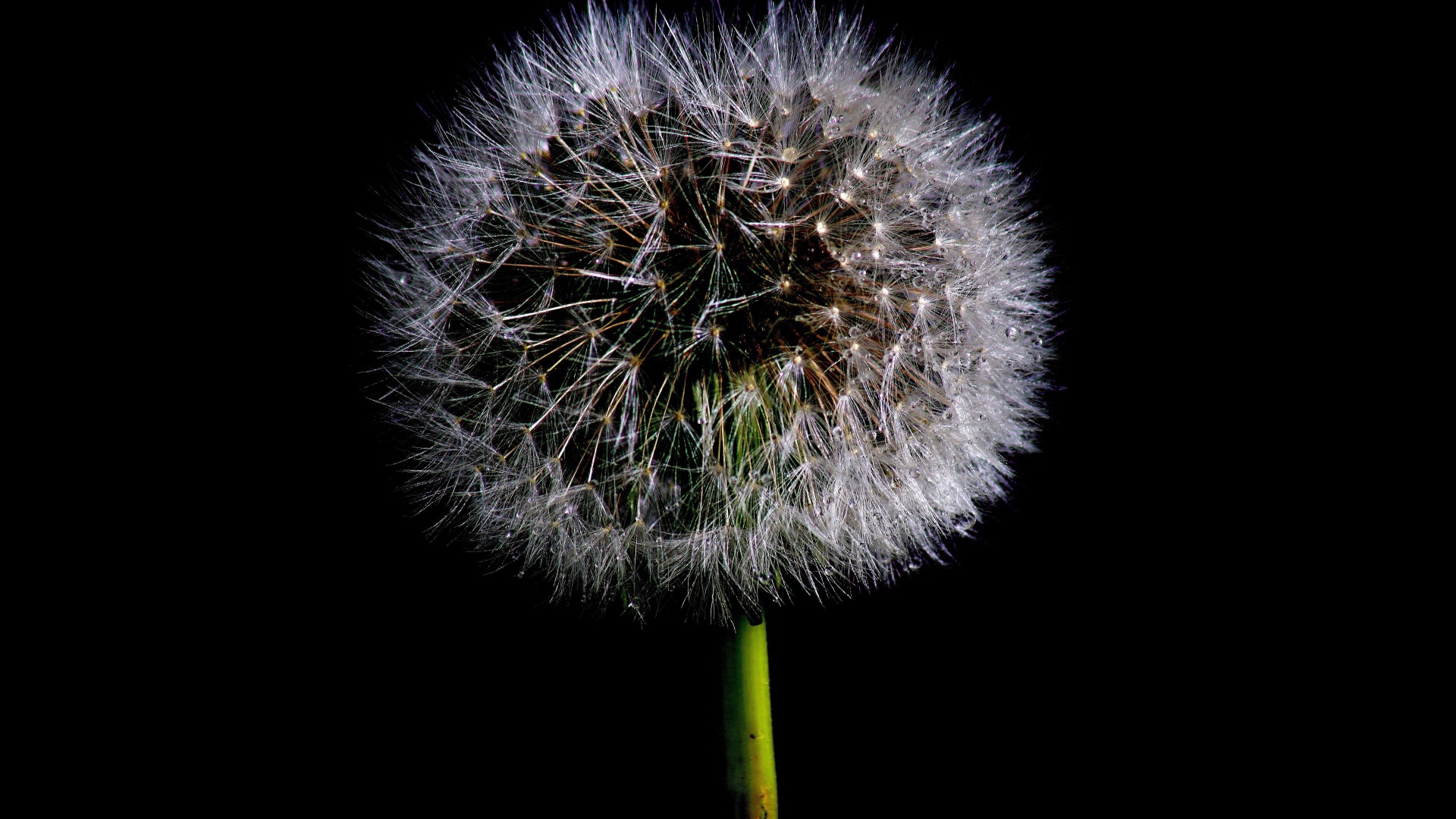 Пушистый белый одуванчик на черном фоне