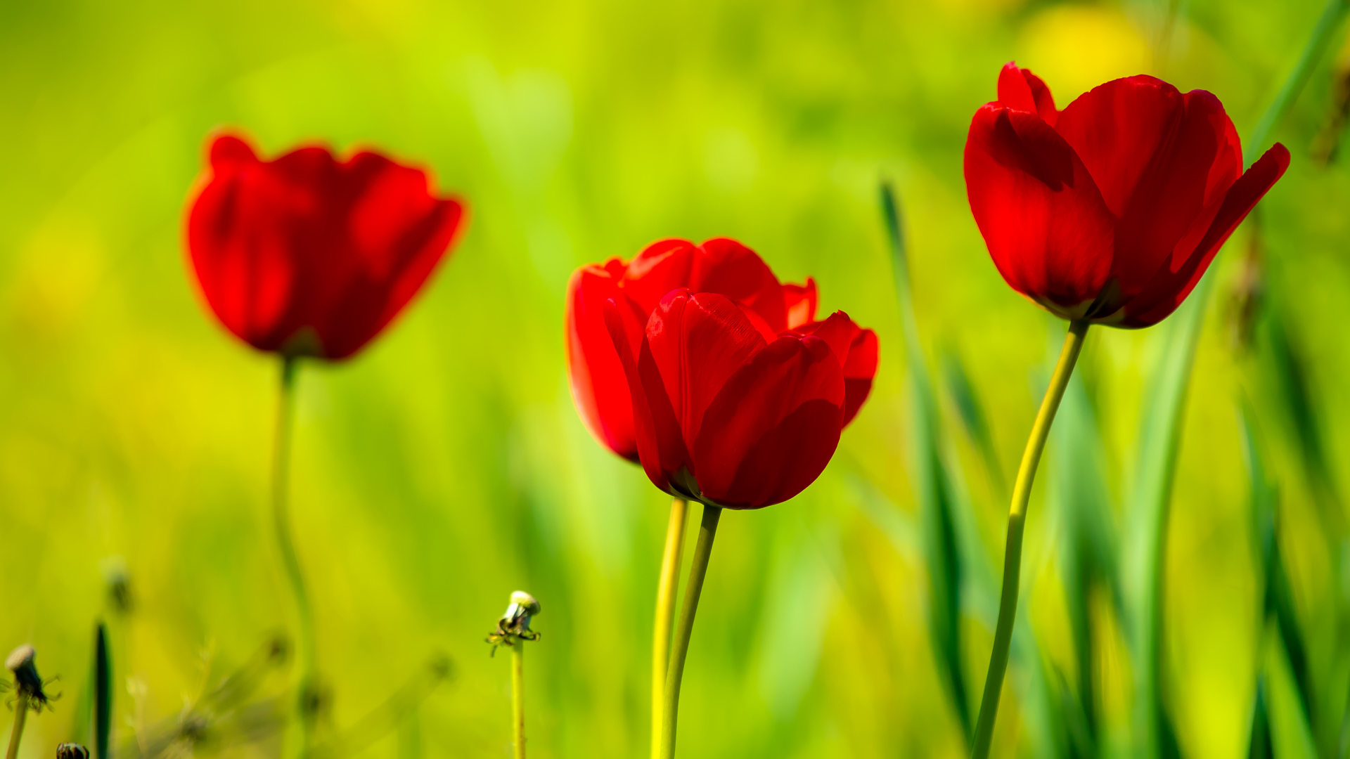 Четыре красных тюльпана в лучах солнца 